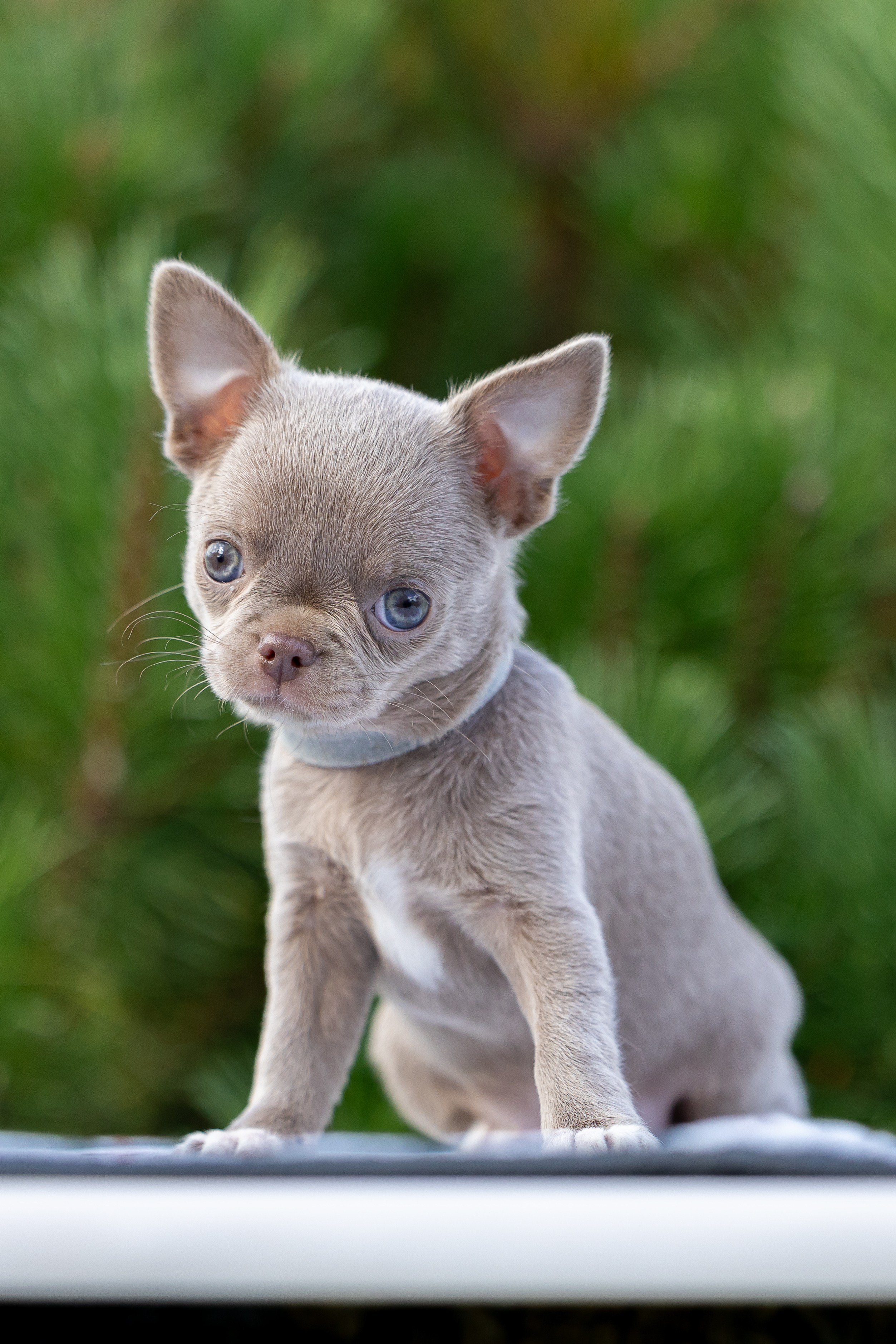 Щенки. Фотограф Яна Матвеева в Ижевске
