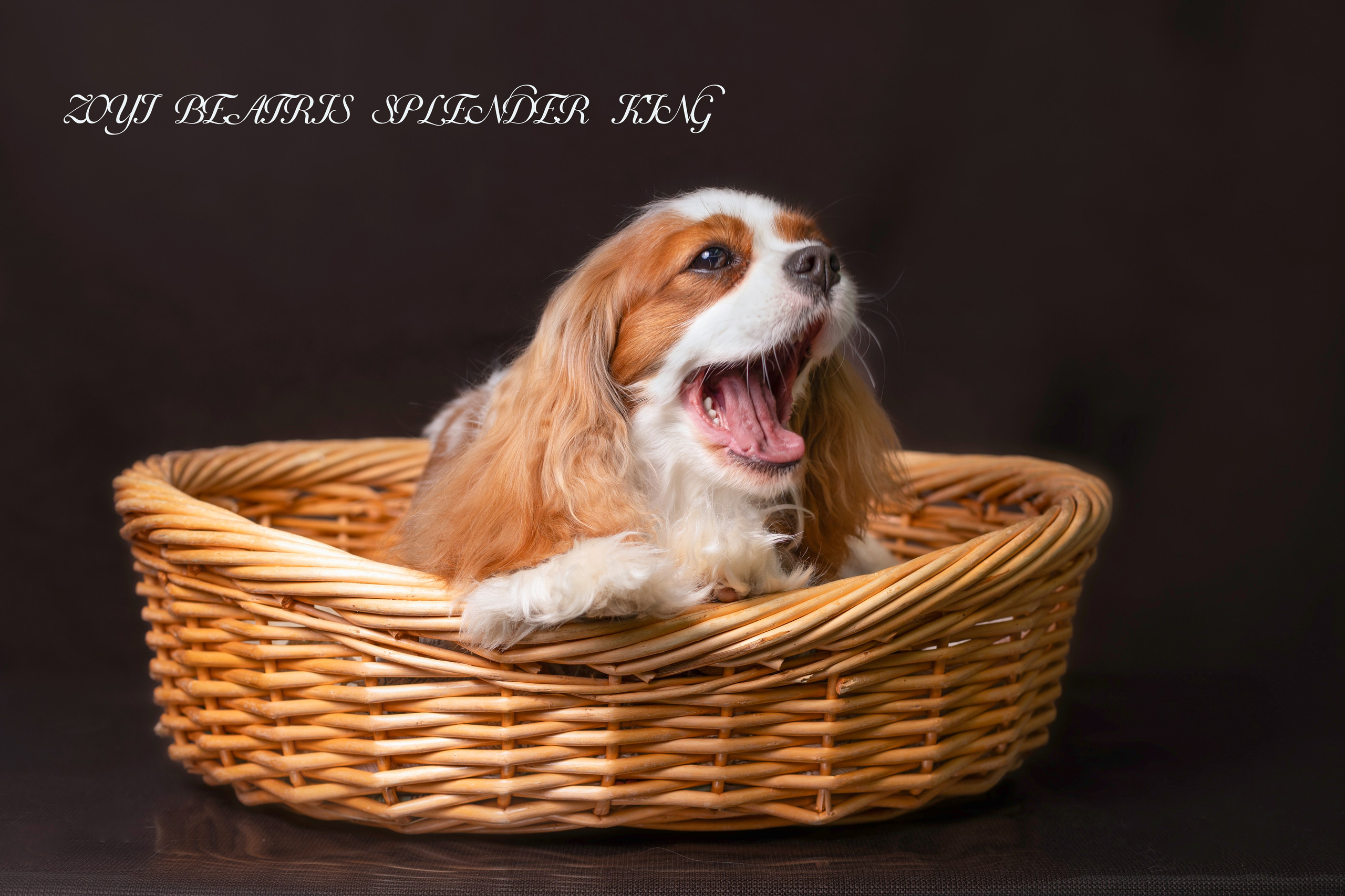 Фотосессия Бетти!. Фотограф 📸 семейный, предметный, репортажный