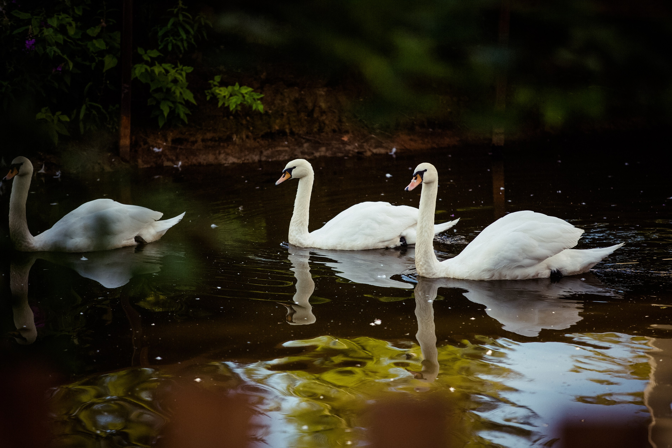 Алёна и Михаил. Свадебный и семейный фотограф в Москве и Подмосковье Лариса Козлова