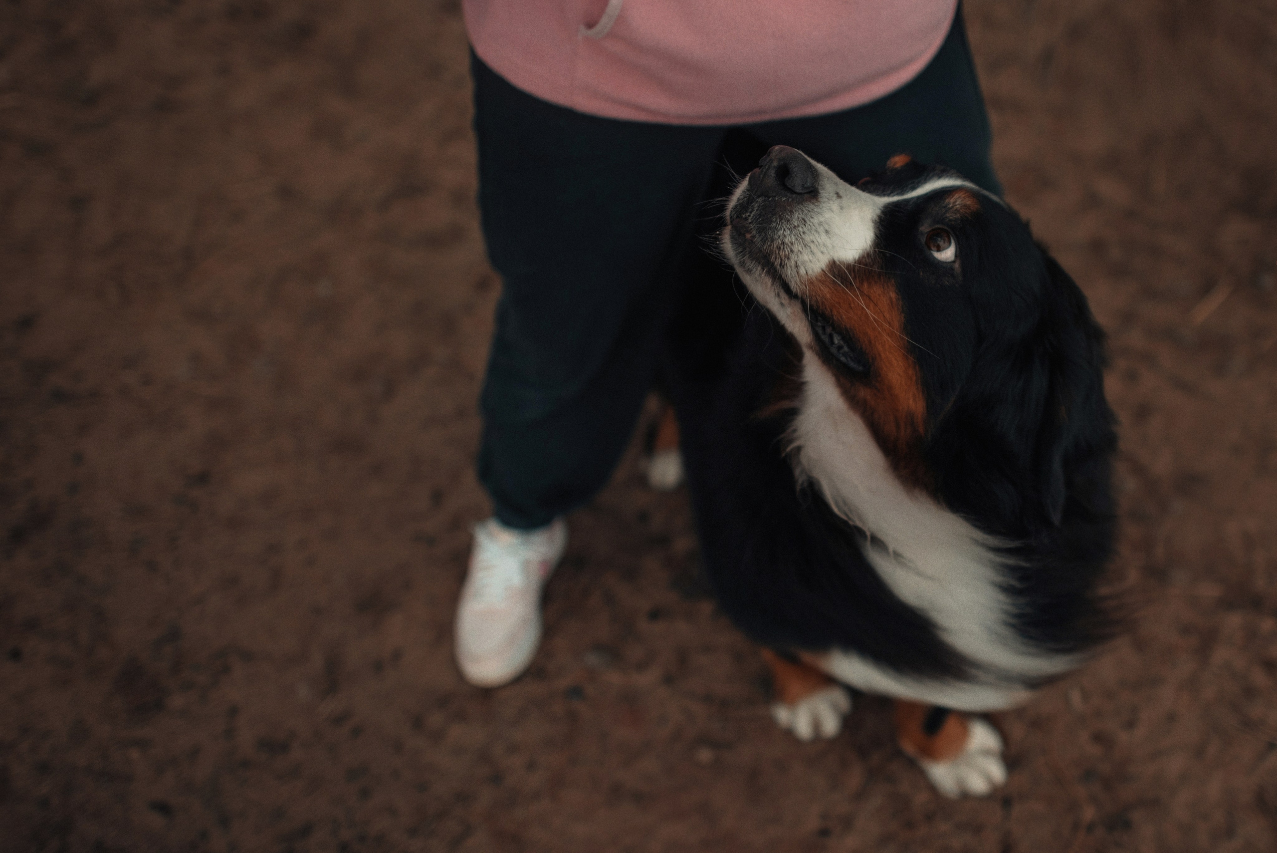 Прогулка: берн Пума, Фрэнк и Юля в Питере. Портфолио