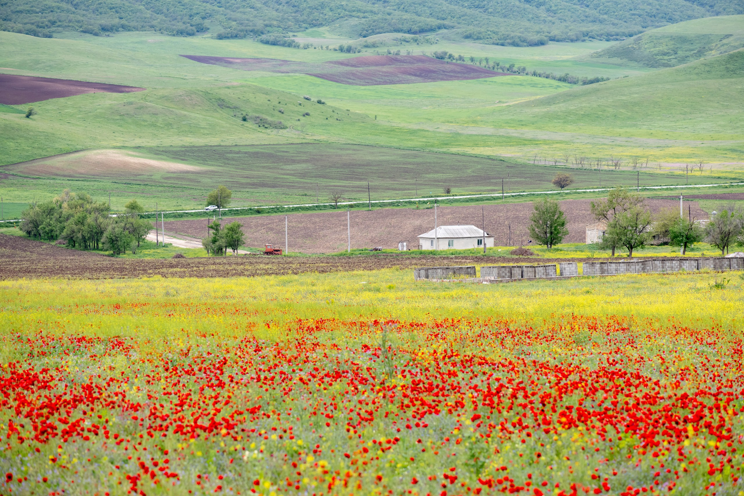Дикая природа Дагестана. Май 2025 г. Foto-Zuev фотография как искусство