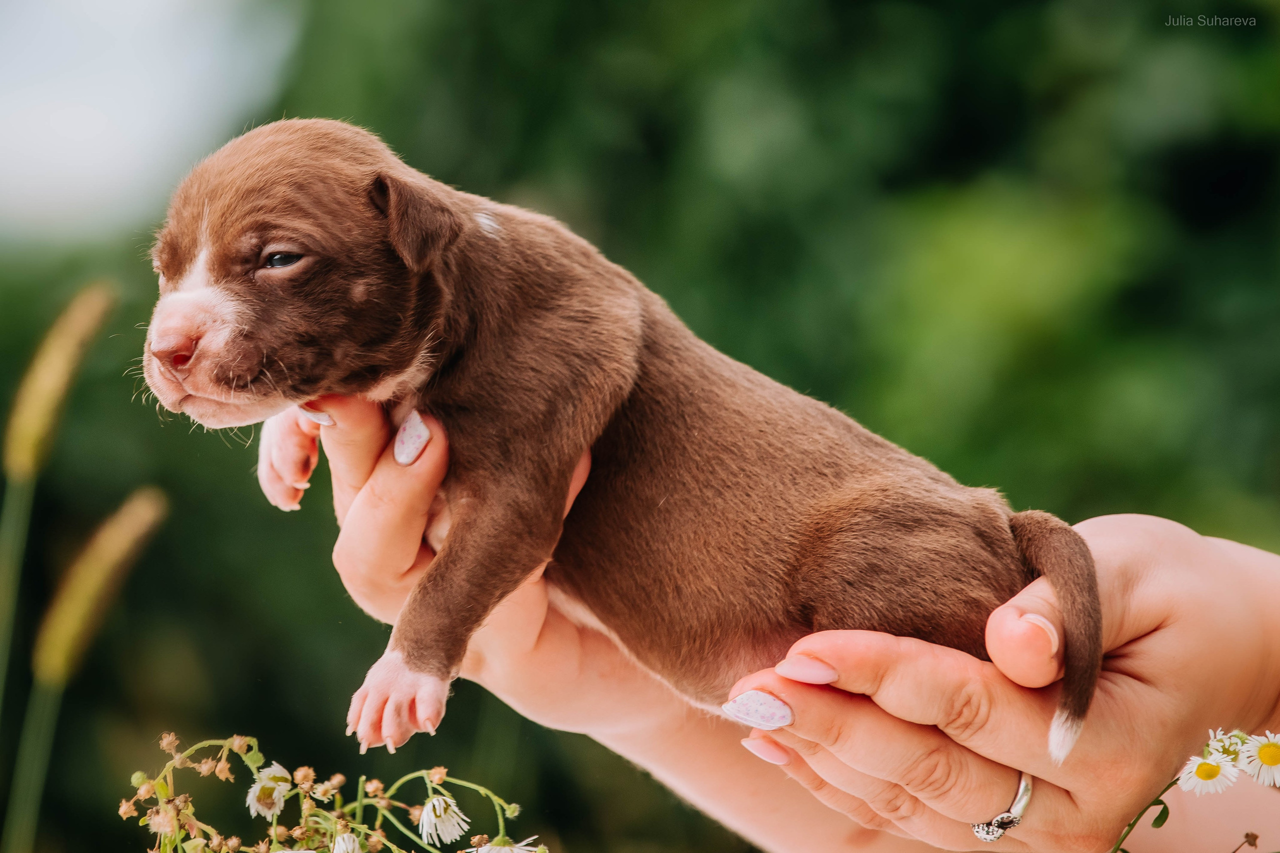 Щенки 2 недели. Главная