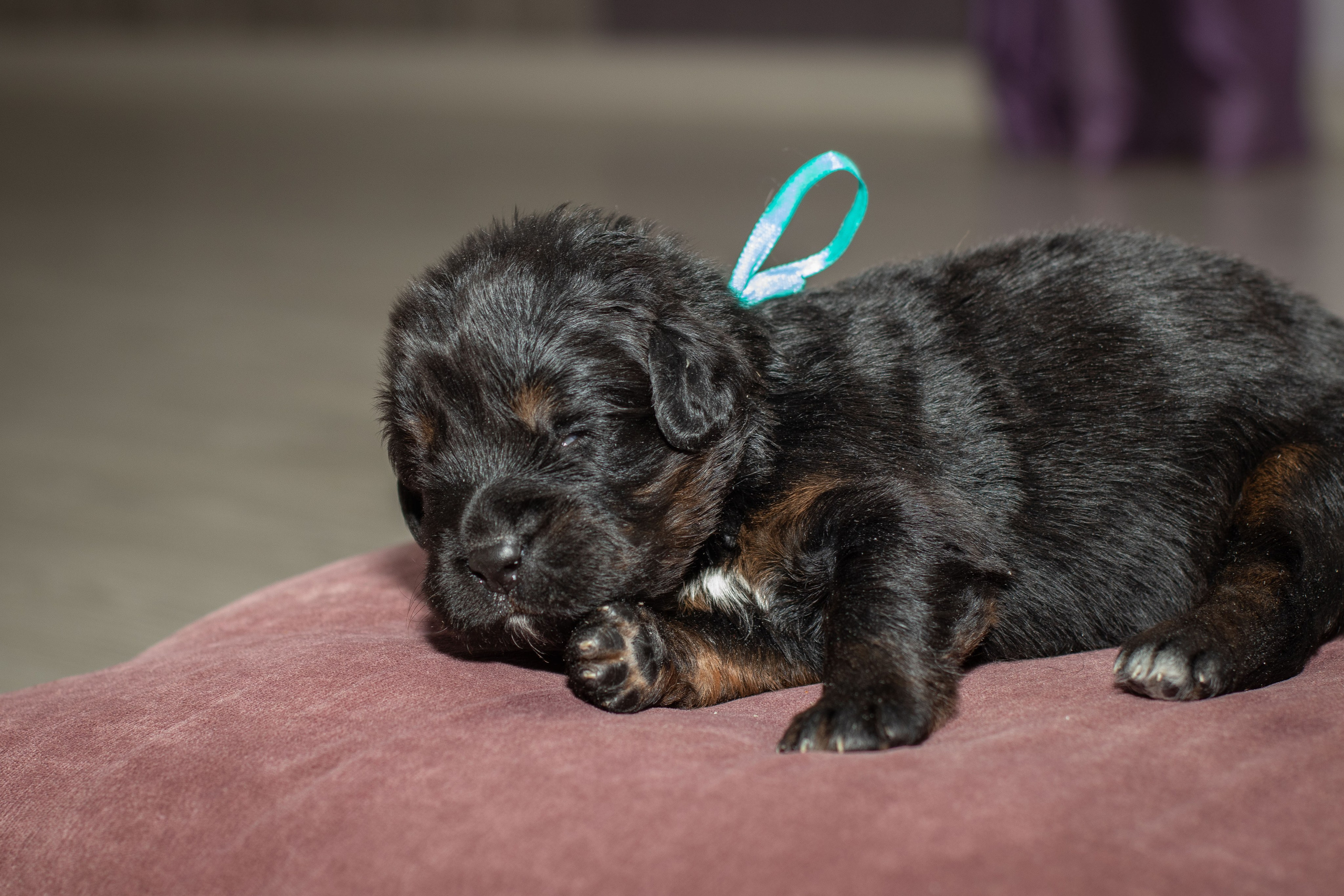 Тибетский мастиф. Юлия Микульская. Рыбинск