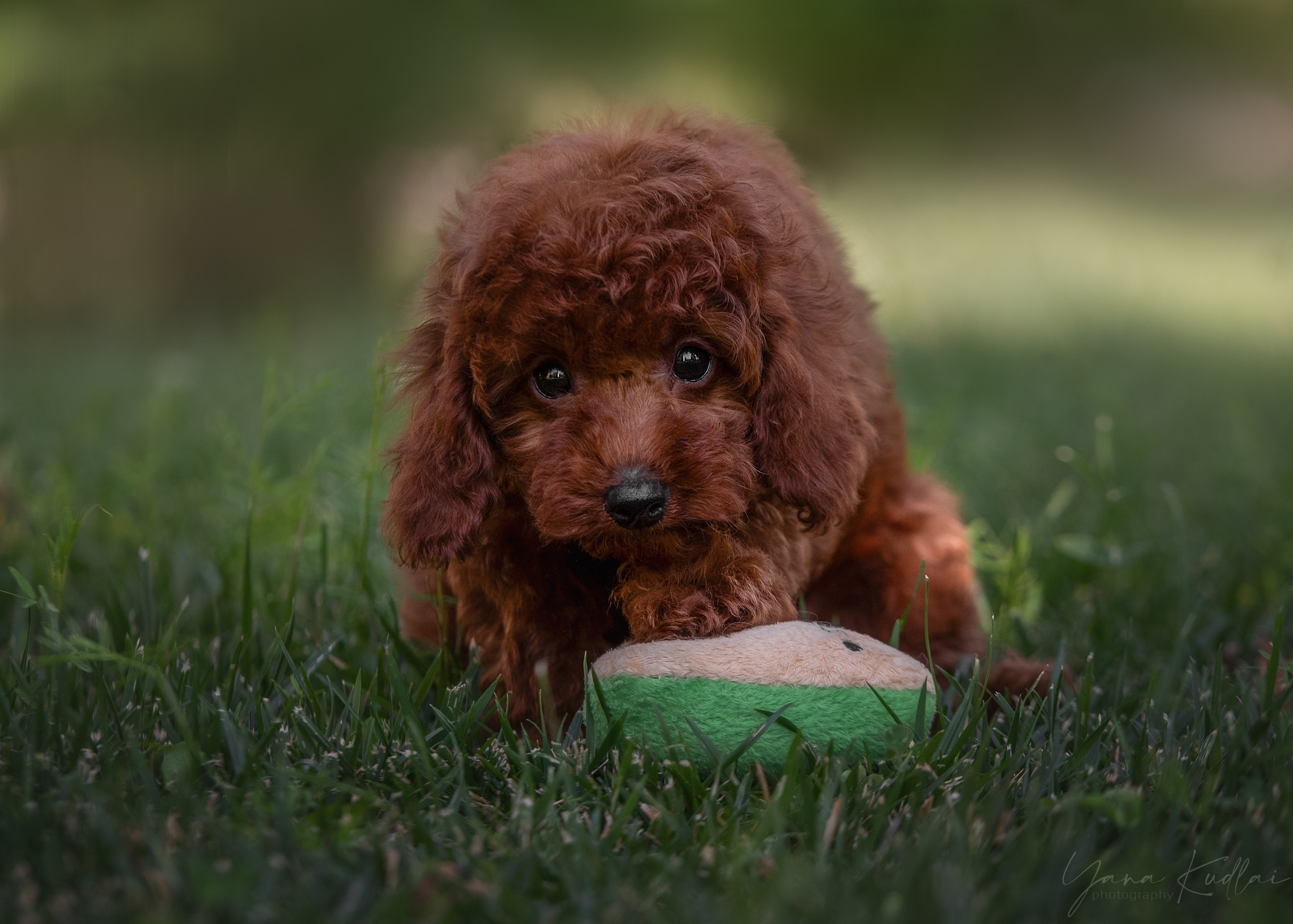 Малыши пуделя. Фотограф анималист Ставрополь Яна Кудлай
