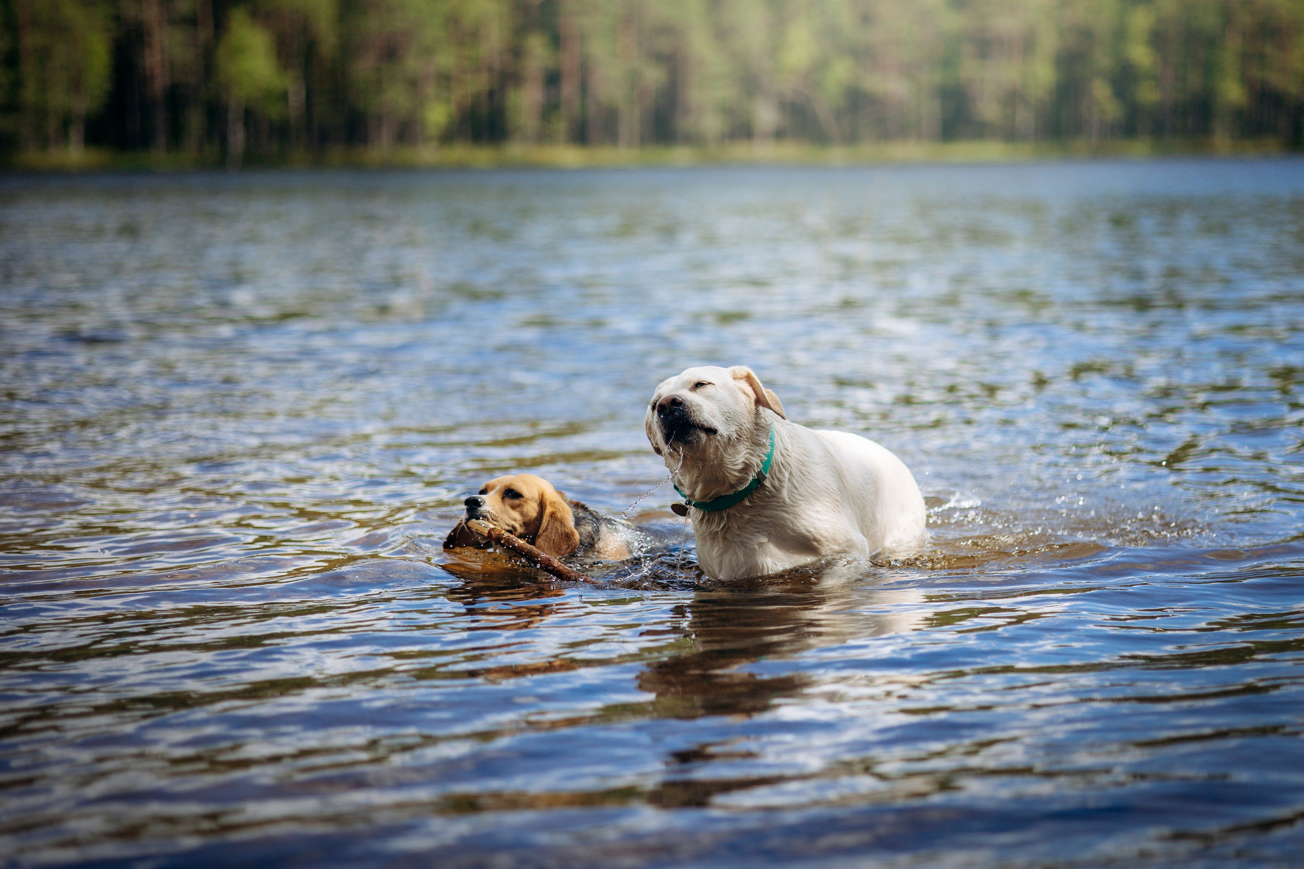 Котофеи и их семья. Фотограф — Анималист | Санкт-Петербург