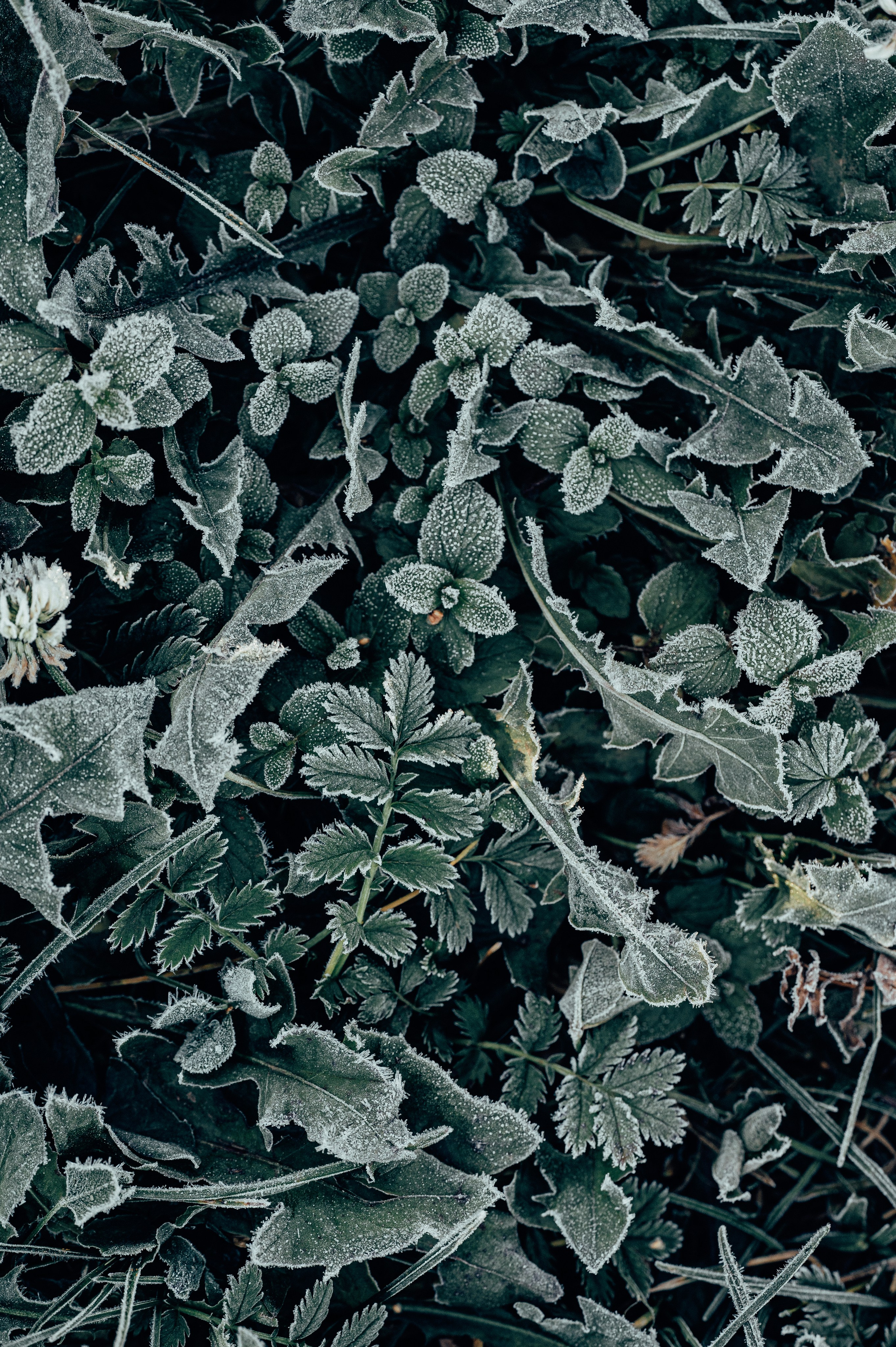 Природа. Максим Егоров, г. Ижевск. Репортажная, предметная съёмка и фуд-фотография