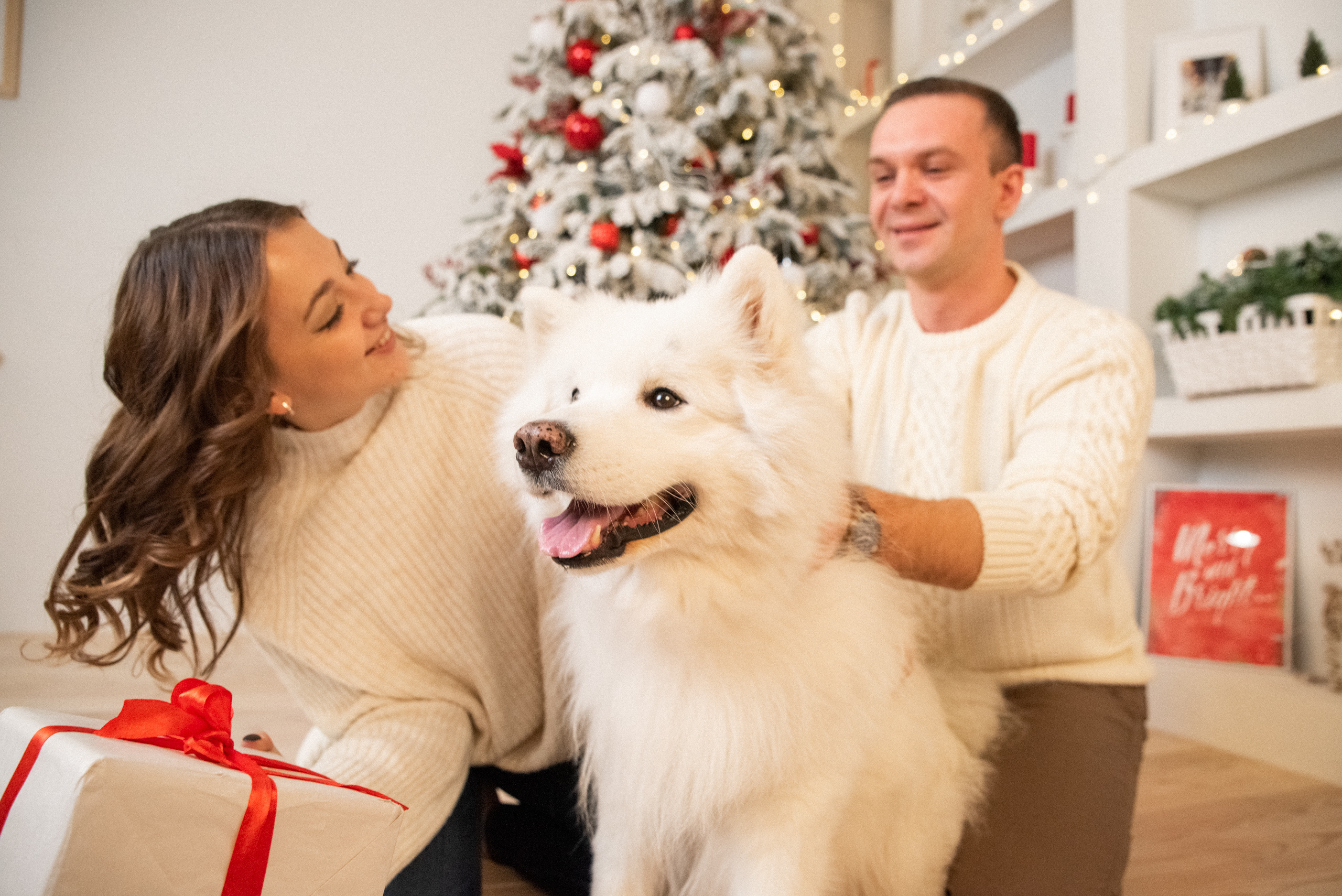 Лавстори с самоедом Бариком в Красноярске