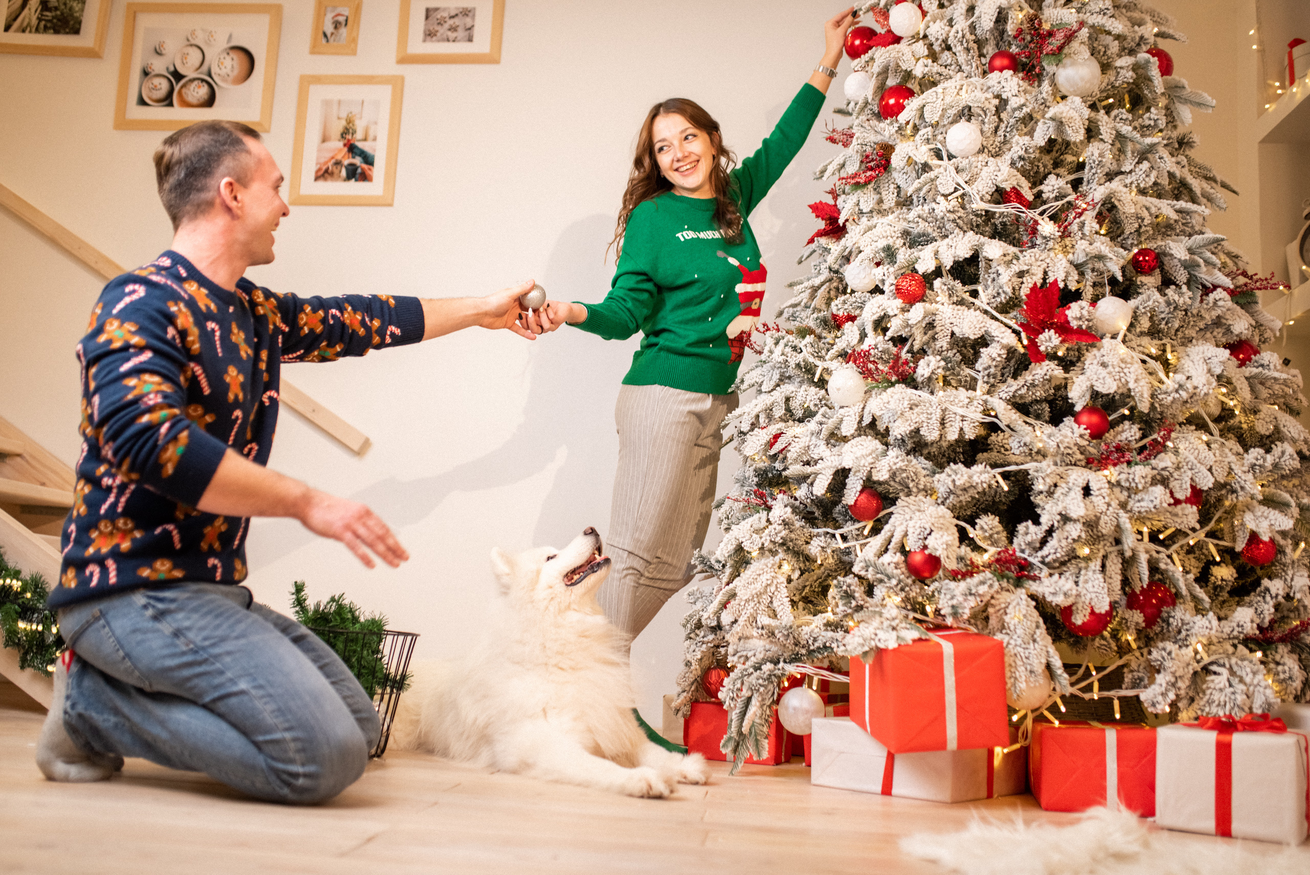 Лавстори с самоедом Бариком в Красноярске
