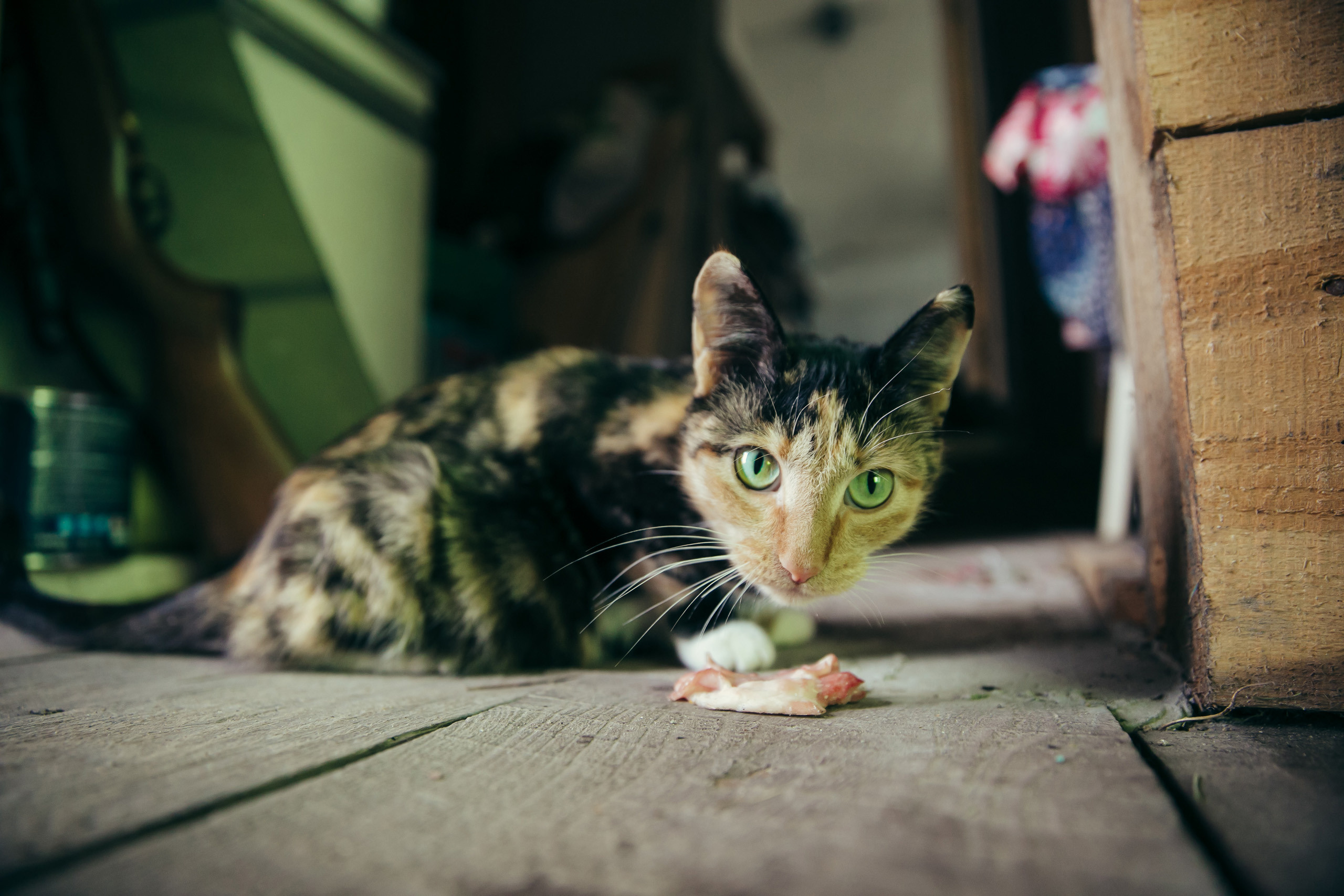 1 сентября в деревне. Фотограф Слава Кайгородов