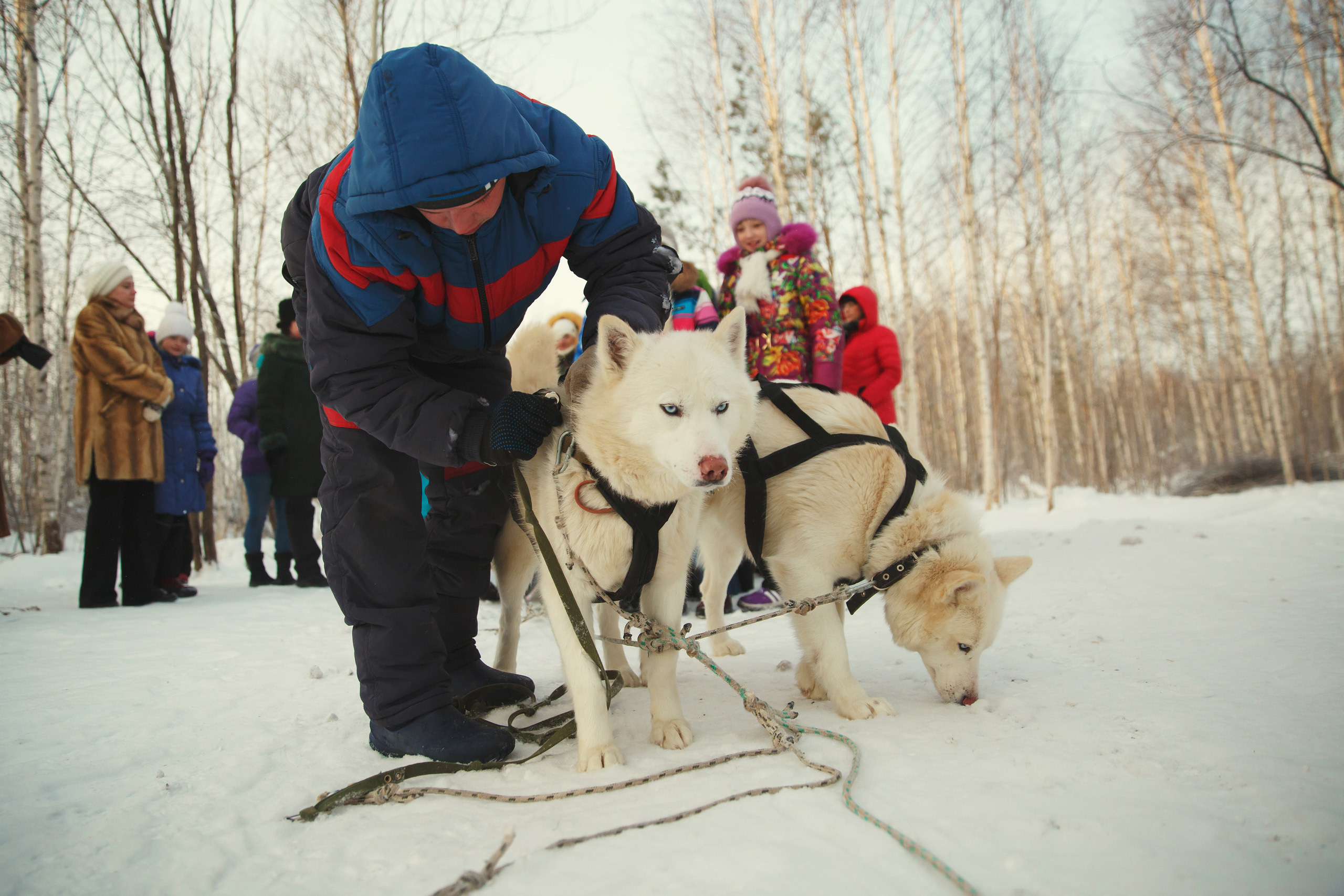 Жизнь собачьего приюта. Фотограф Слава Кайгородов