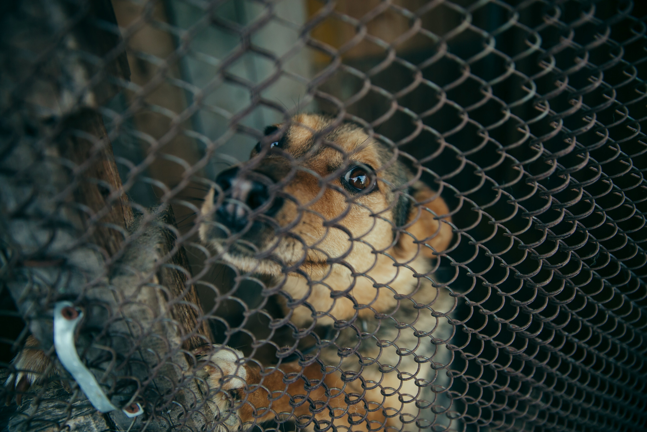 1 сентября в деревне. Фотограф Слава Кайгородов