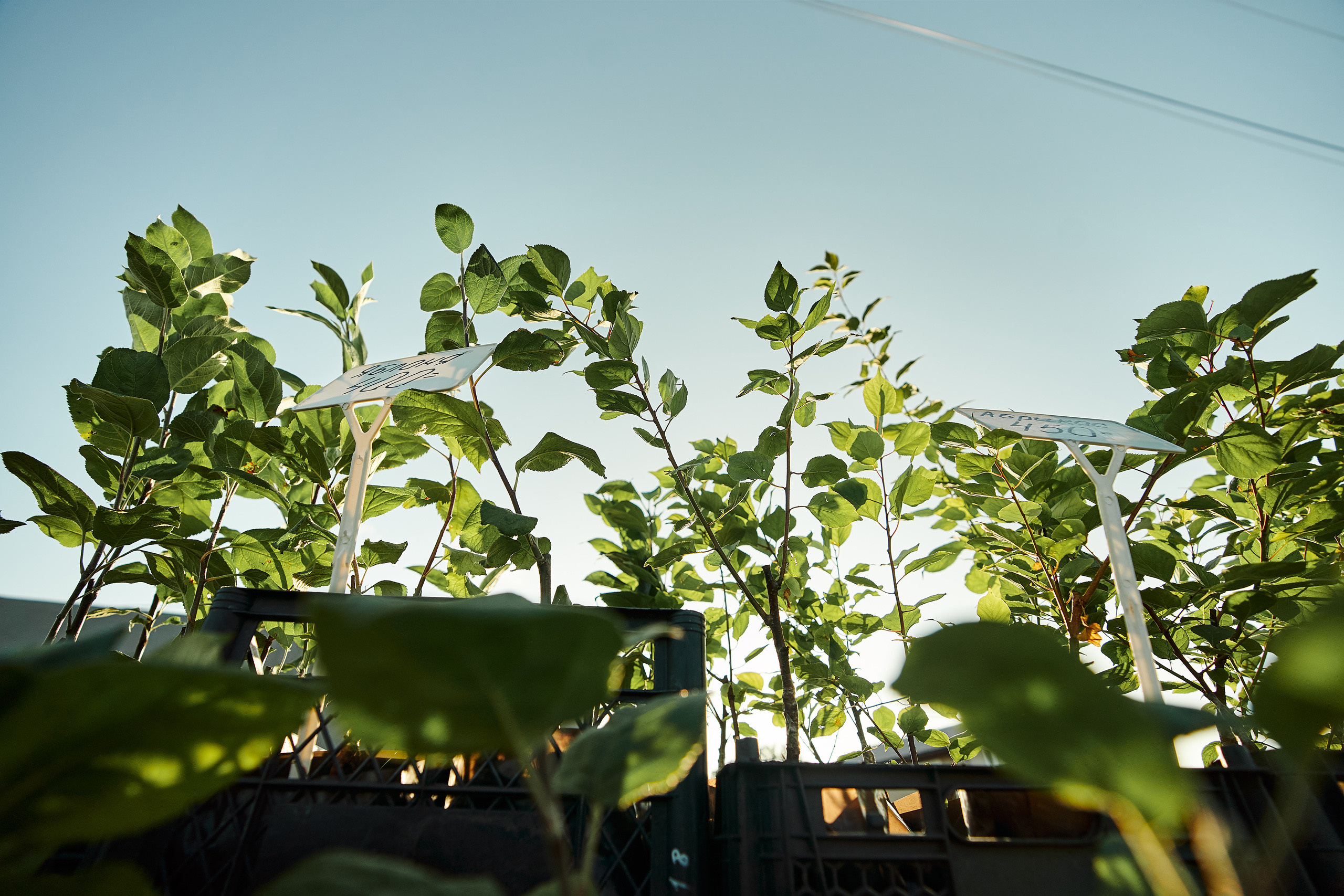 7 лет посёлку Александрия. Фотограф Слава Кайгородов