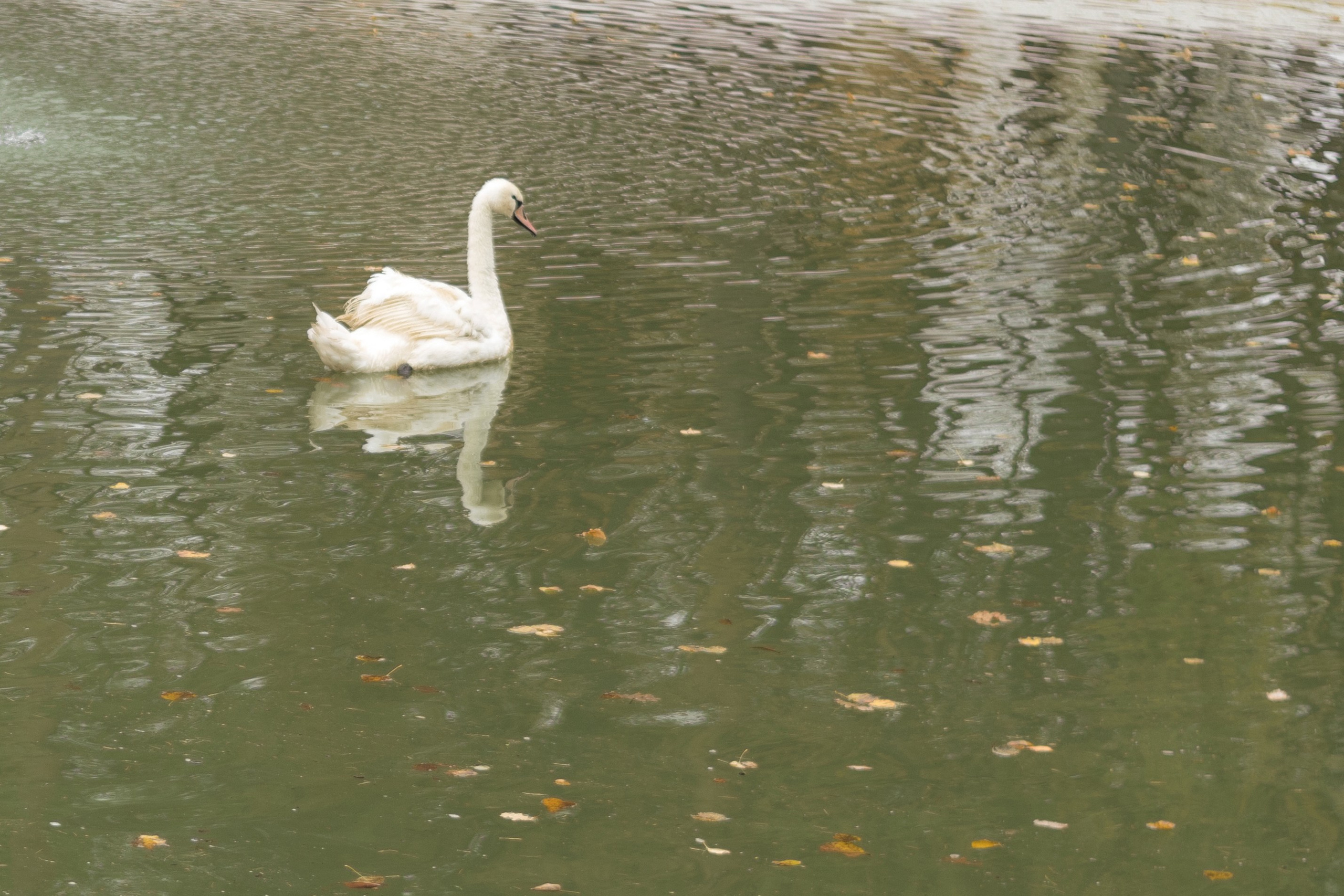 Вероника и Полина в парке им. О. Степанова октябрь 2021. Фотограф в Серпухове Наталья Руденко