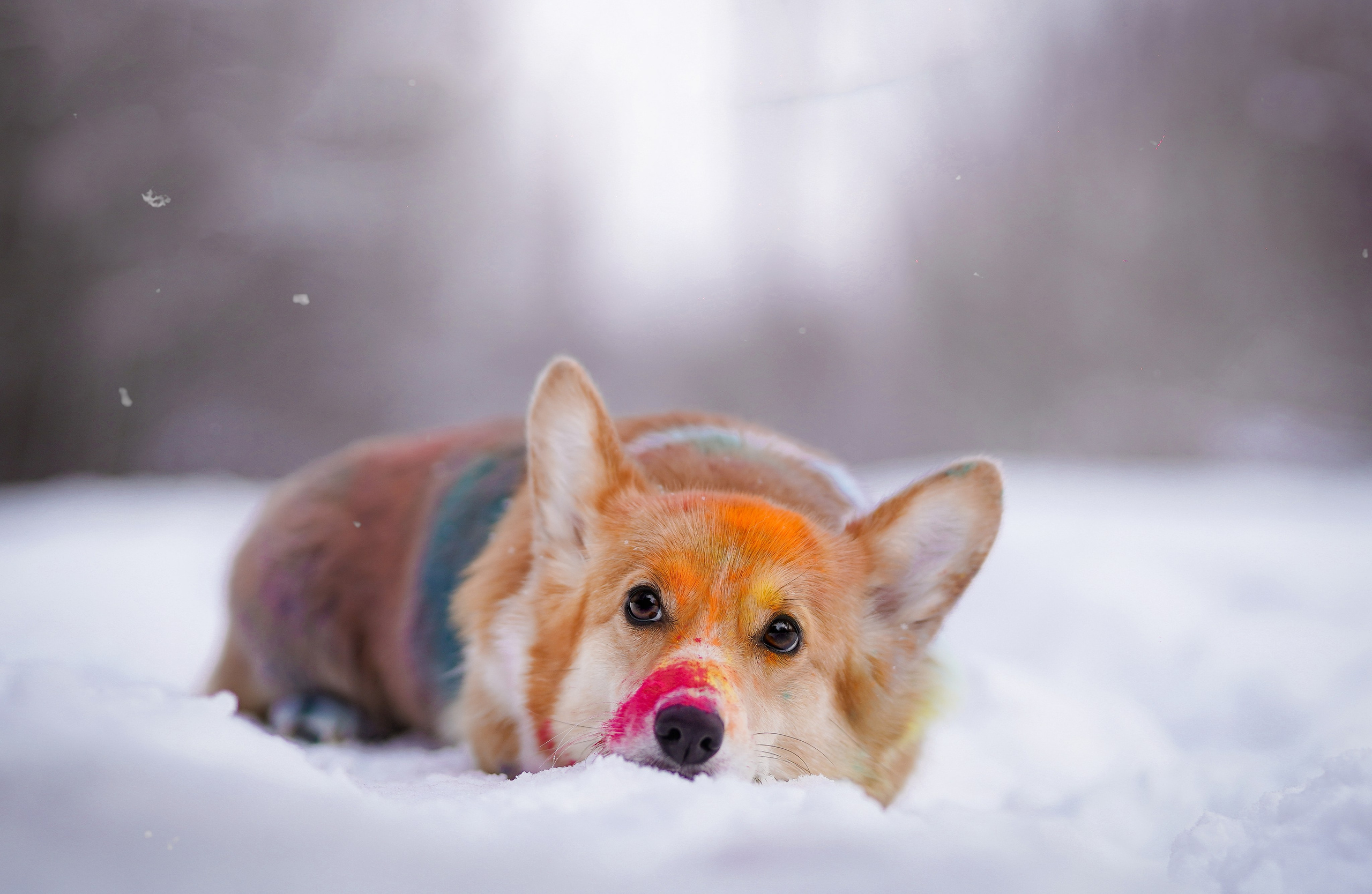 Кристина и Лаки. Фотограф-анималист в Санкт-Петербурге Яна Мартынова