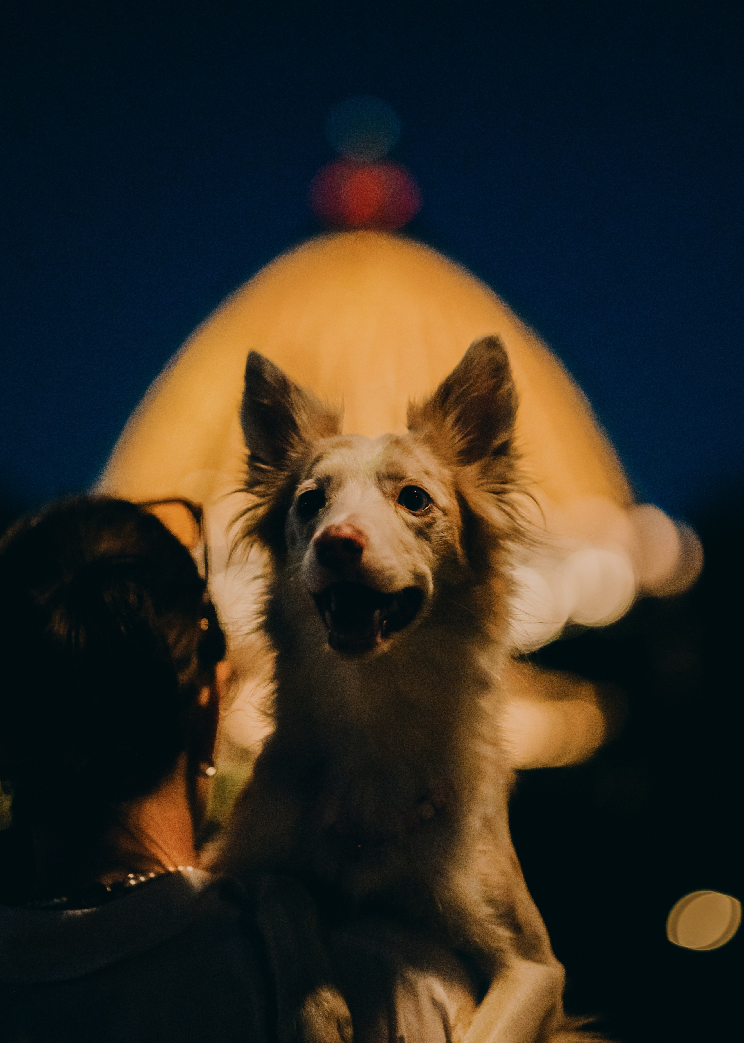Вэй. Фотограф- анималист Александра Матвеева