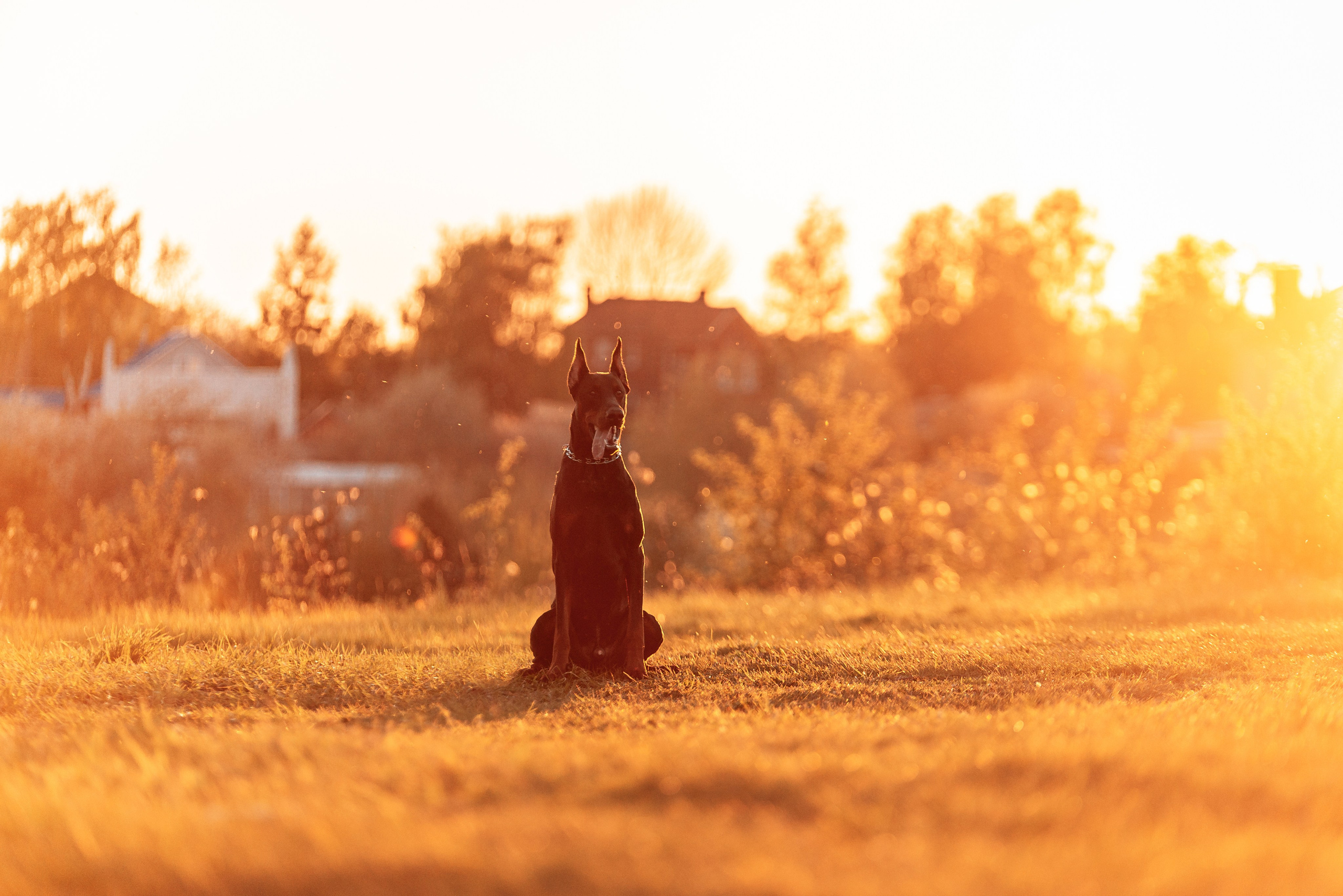 Юля, Андрей и Арес. Фотограф-анималист Анастасия Парфенова|Екатеринбург
