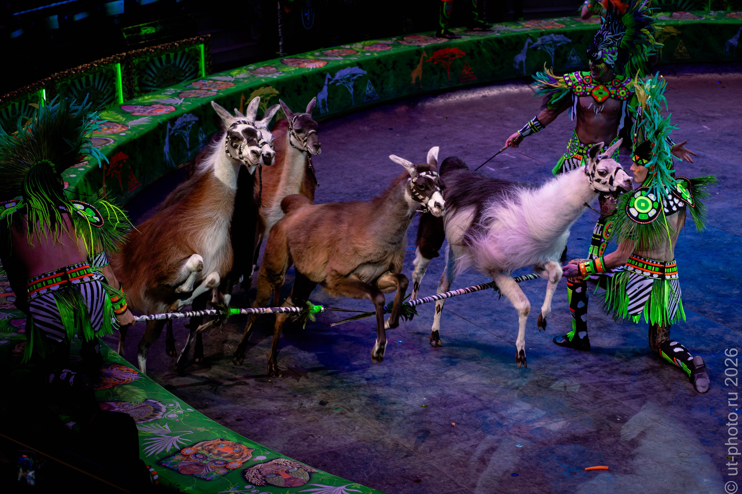 Сегодня все разговоры, что о цирке Продюсерский центр «Королевский цирк Гии Эрадзе» 2026. Юлия Трубанова, репортаж Симферополь, Крым