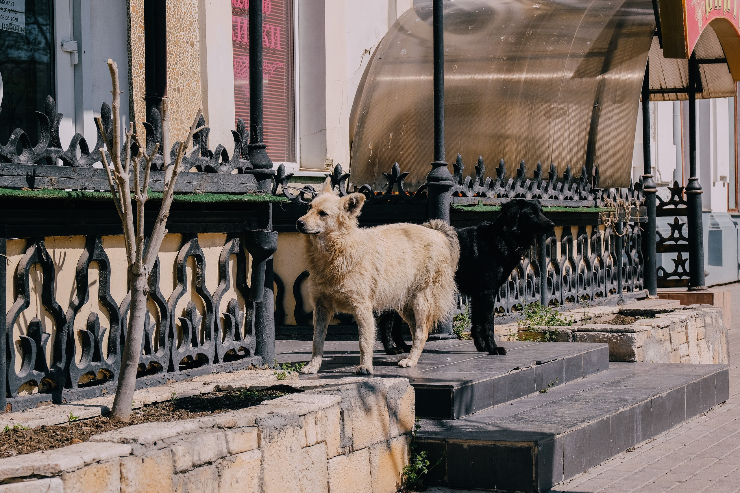 Пандемия. Фотограф Анатолий Деникин