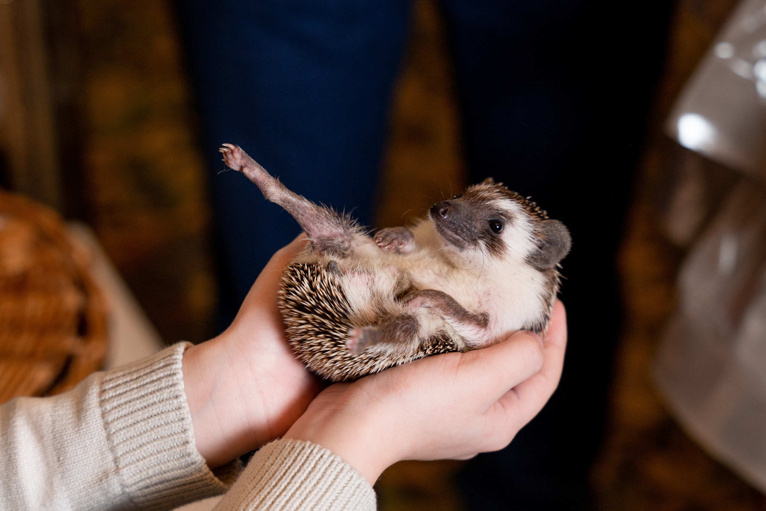 ДЕТСКИЕ ЕЛКИ 2025. Фотограф на любое мероприятие