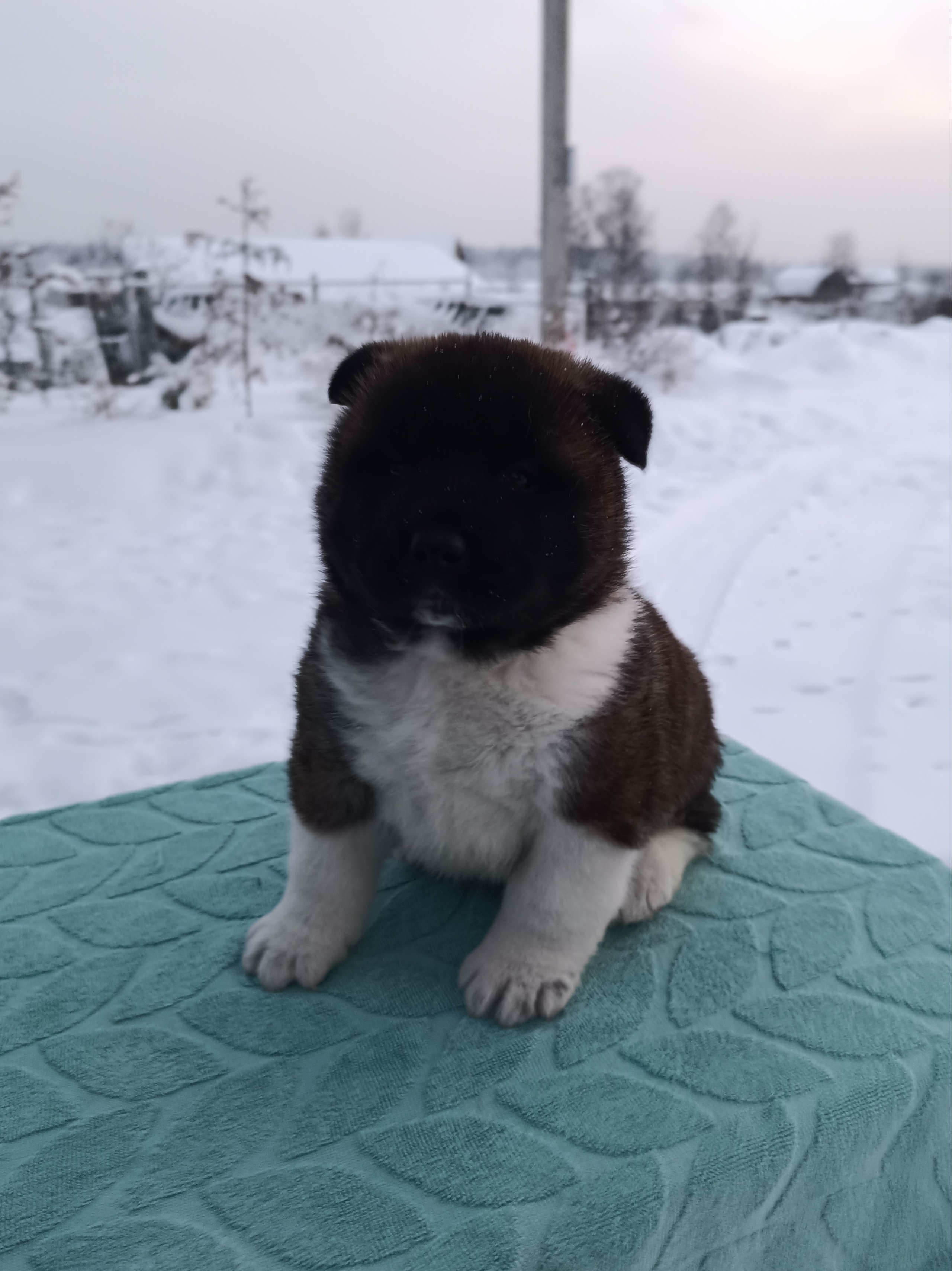 Американская акита  щенки питомник Санкт-Петербург клубные щенки Американская акита питомник RUBYLIGHT Рубилайт купить щенка американской акиты