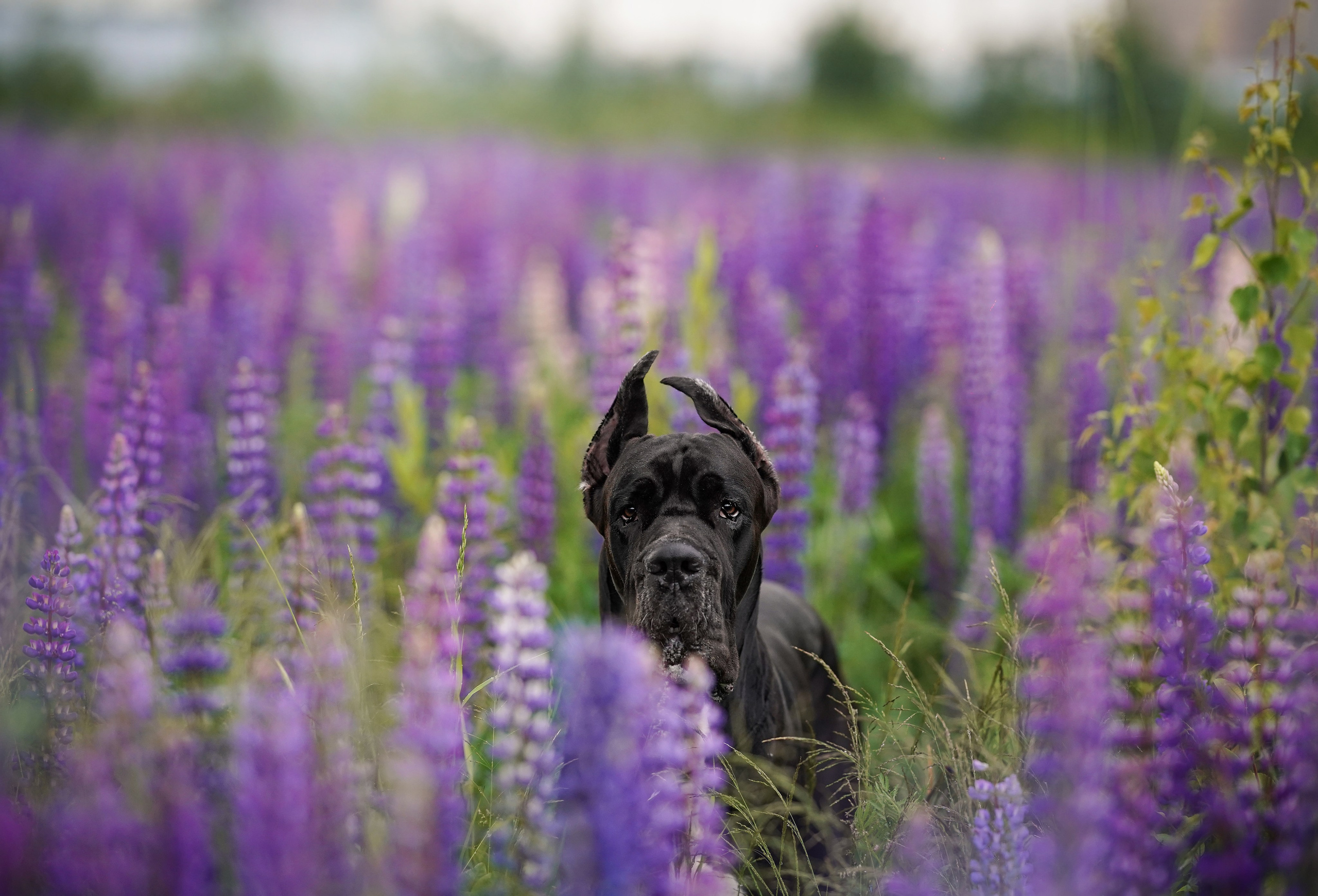 Вика и Трофей люпины. Фотограф-анималист в Санкт-Петербурге Яна Мартынова