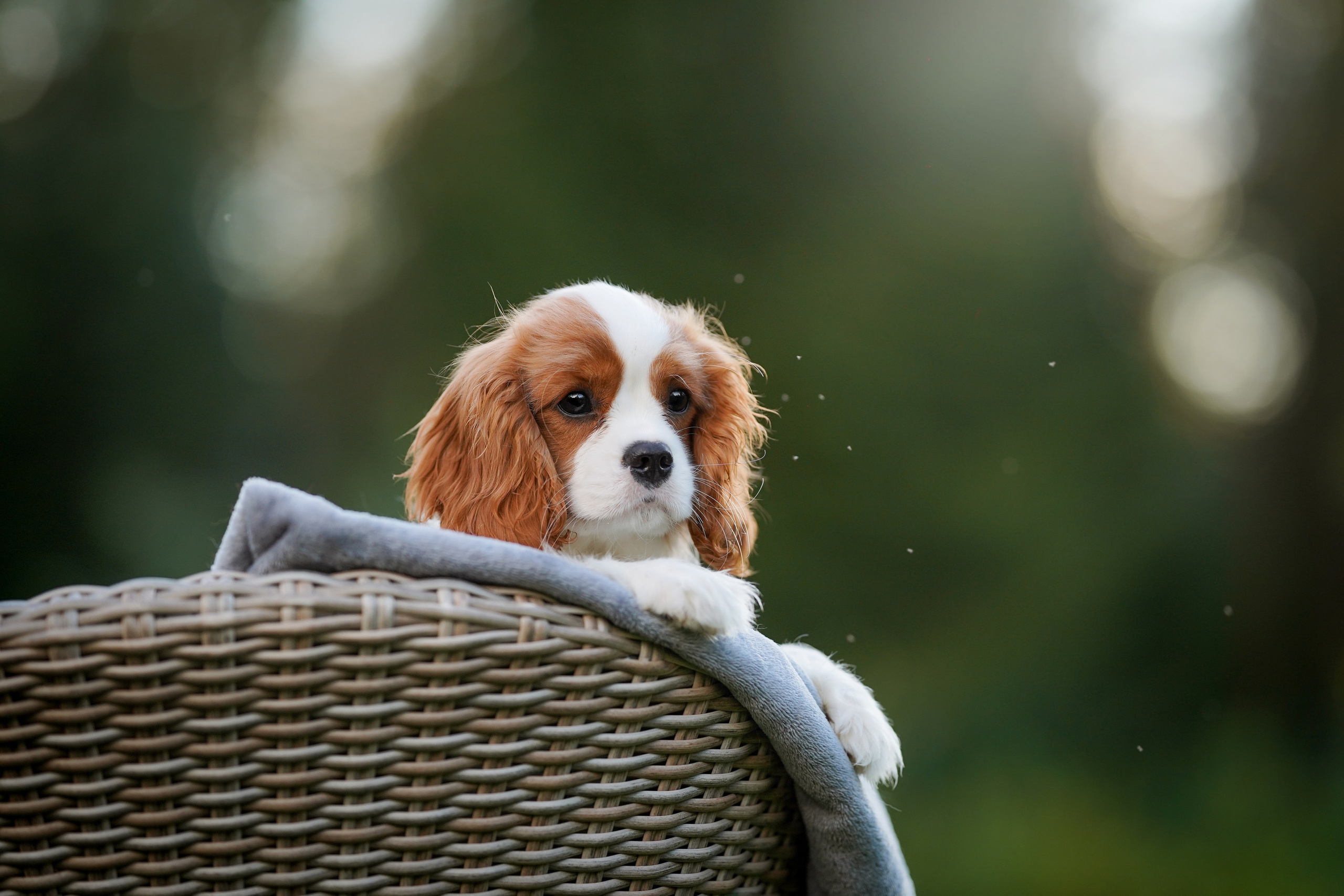 Щенуля кавалера. Фотограф-анималист в Санкт-Петербурге Яна Мартынова