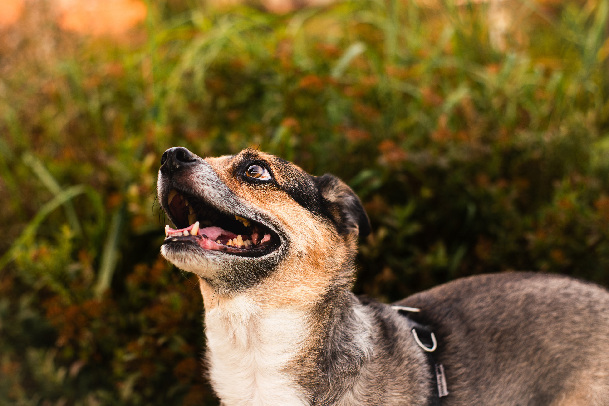 Виктория и Раф. Фотограф-анималист Мария Баркевич | Москва