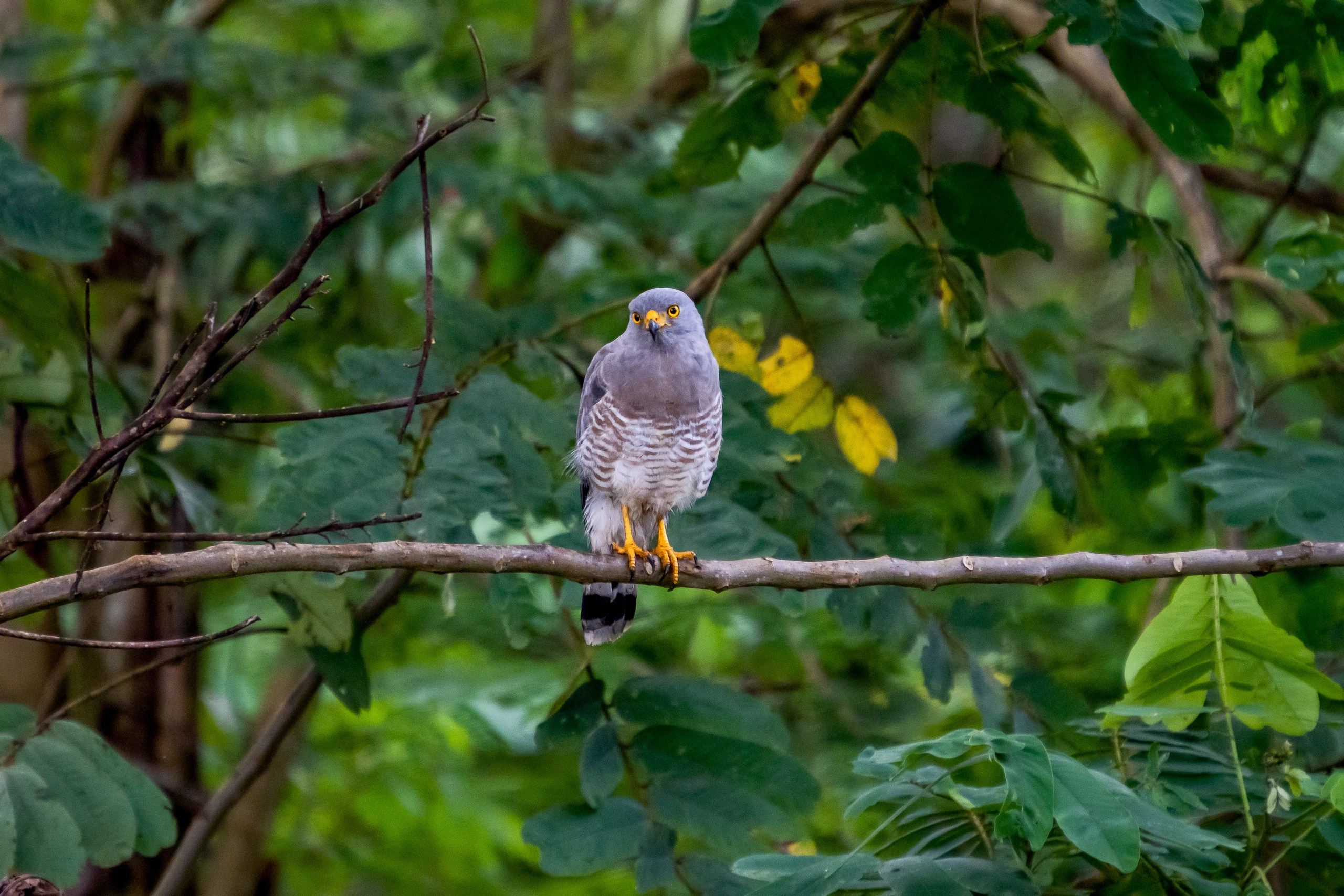 Джунгли Амазонки