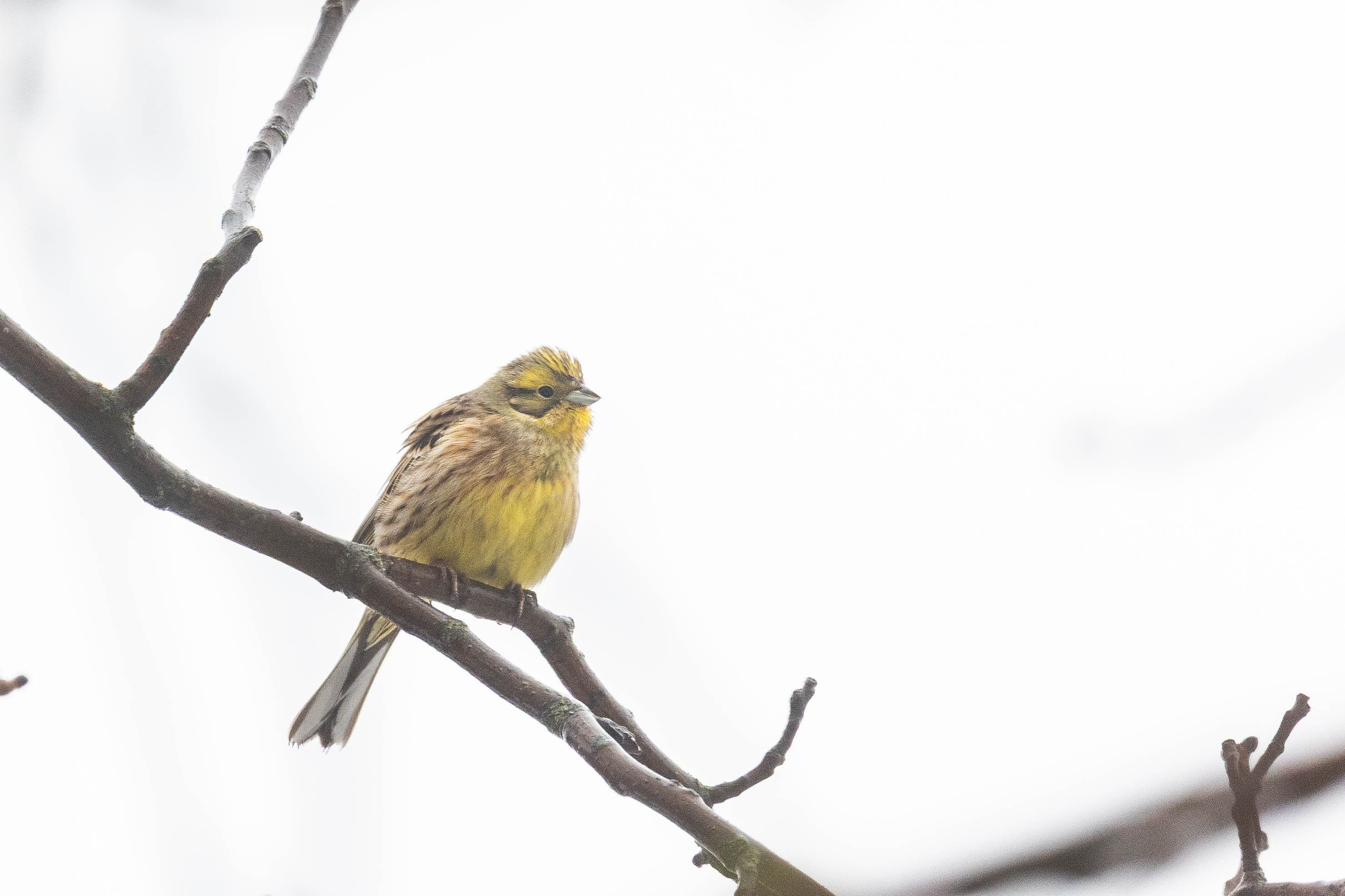Дикий животный мир. Фотограф-АниМалист Анна Абрамова