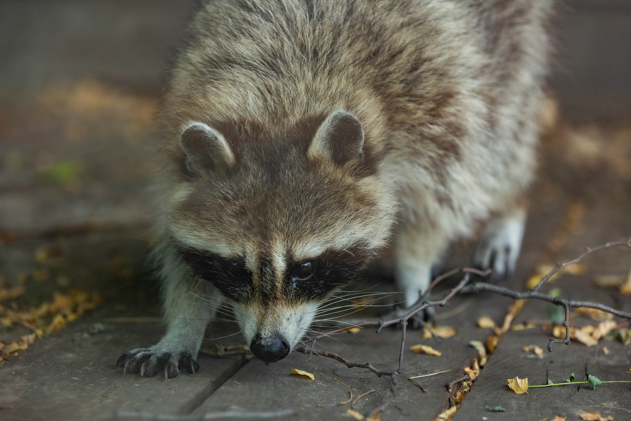 Зоопарк Малинки. Фотограф-АниМалист Анна Абрамова