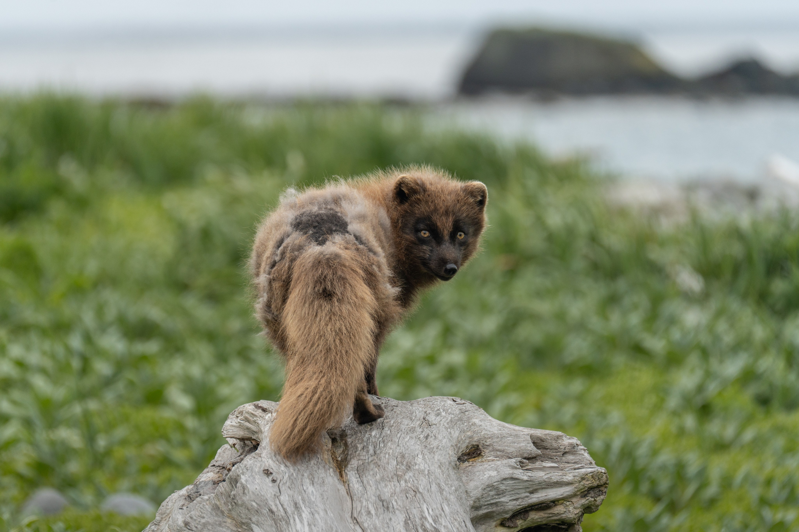 Анималистика. Gusarov Travel Photography