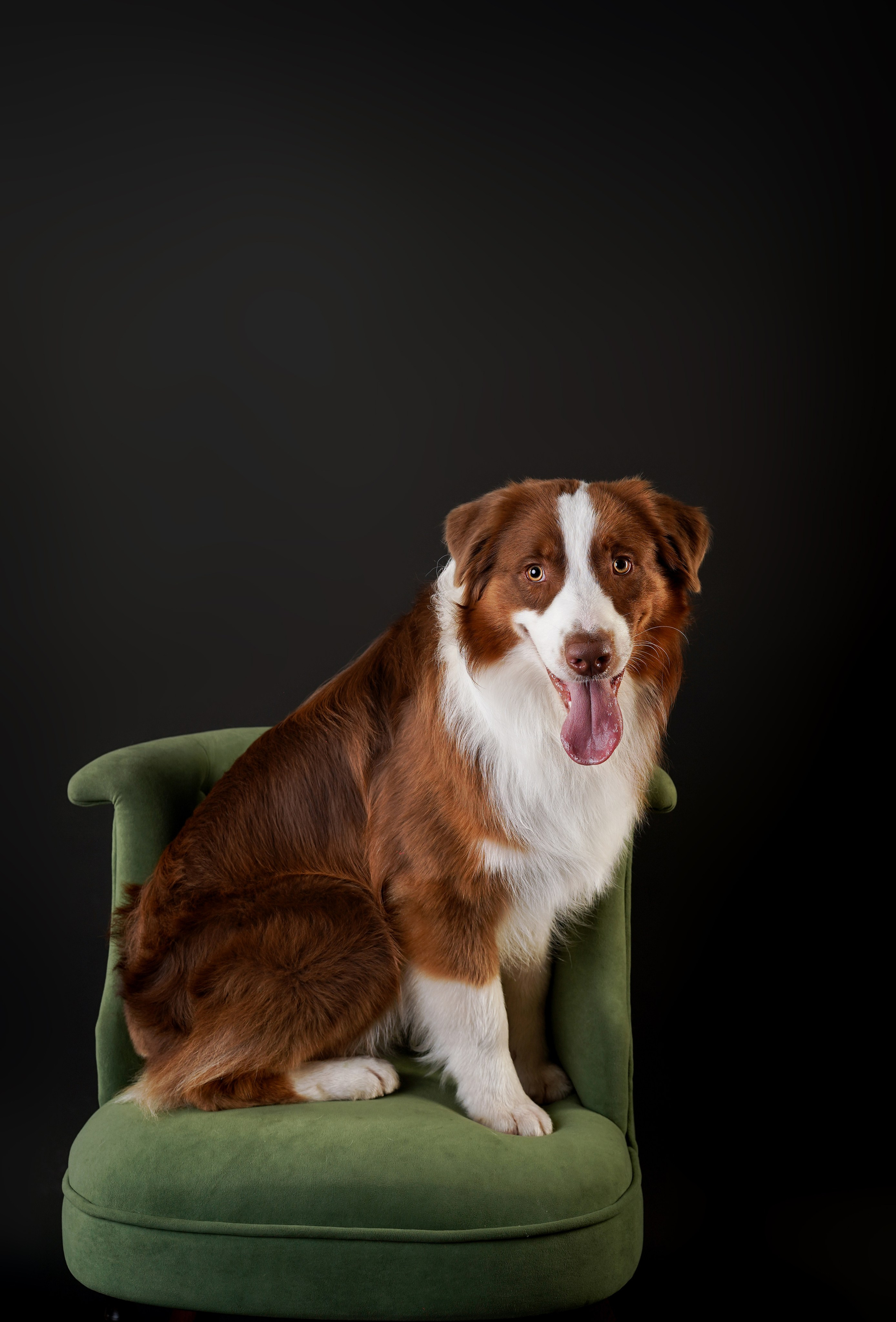 Ксюша, сиба Тэффи и австралийцы Арчи и Нэо. Фотограф-анималист в Санкт-Петербурге Яна Мартынова