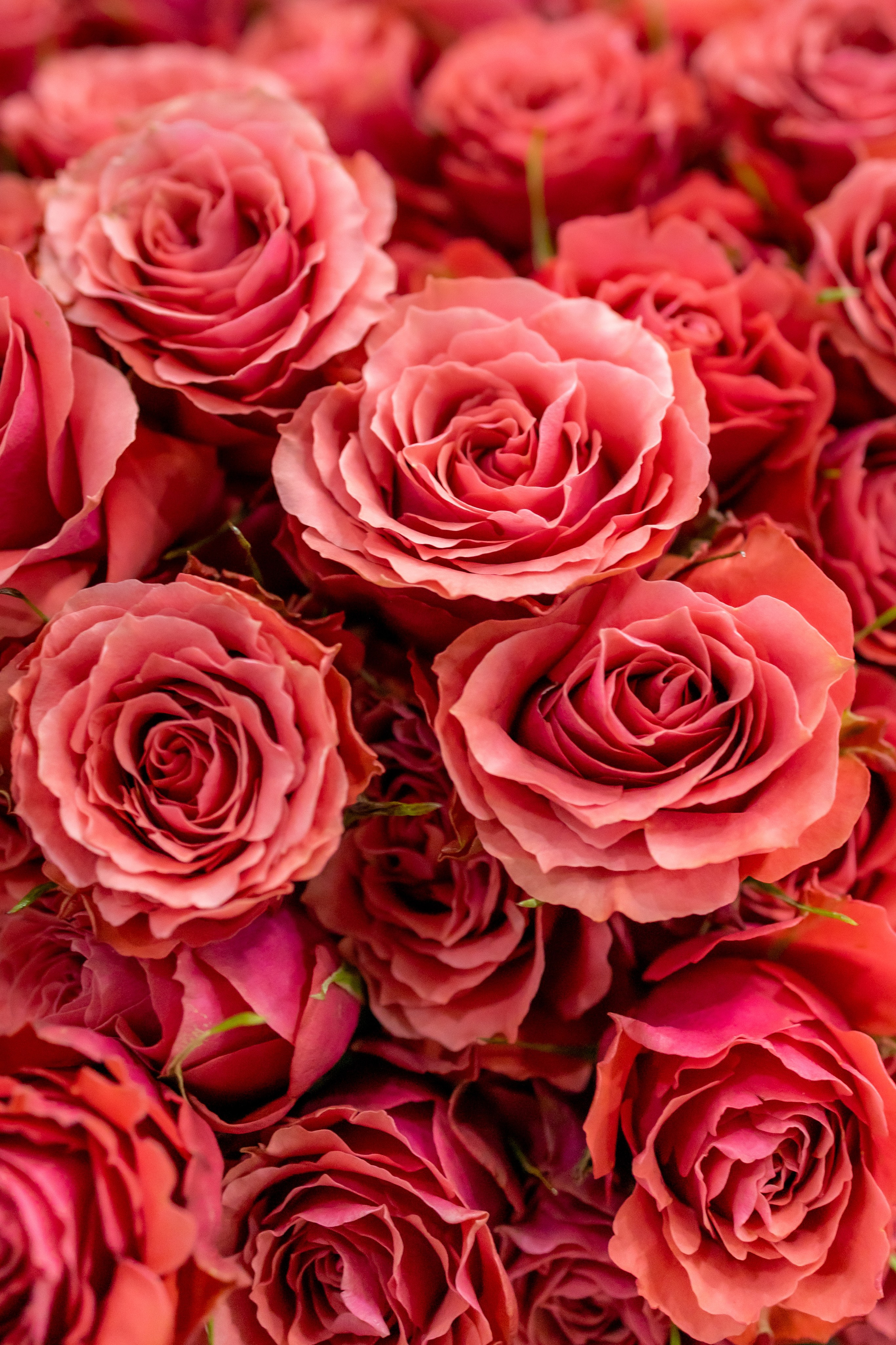 Цветы-Экспо 2025. Фотосессии и репортаж — Фотограф в Москве — Рина Серёгина