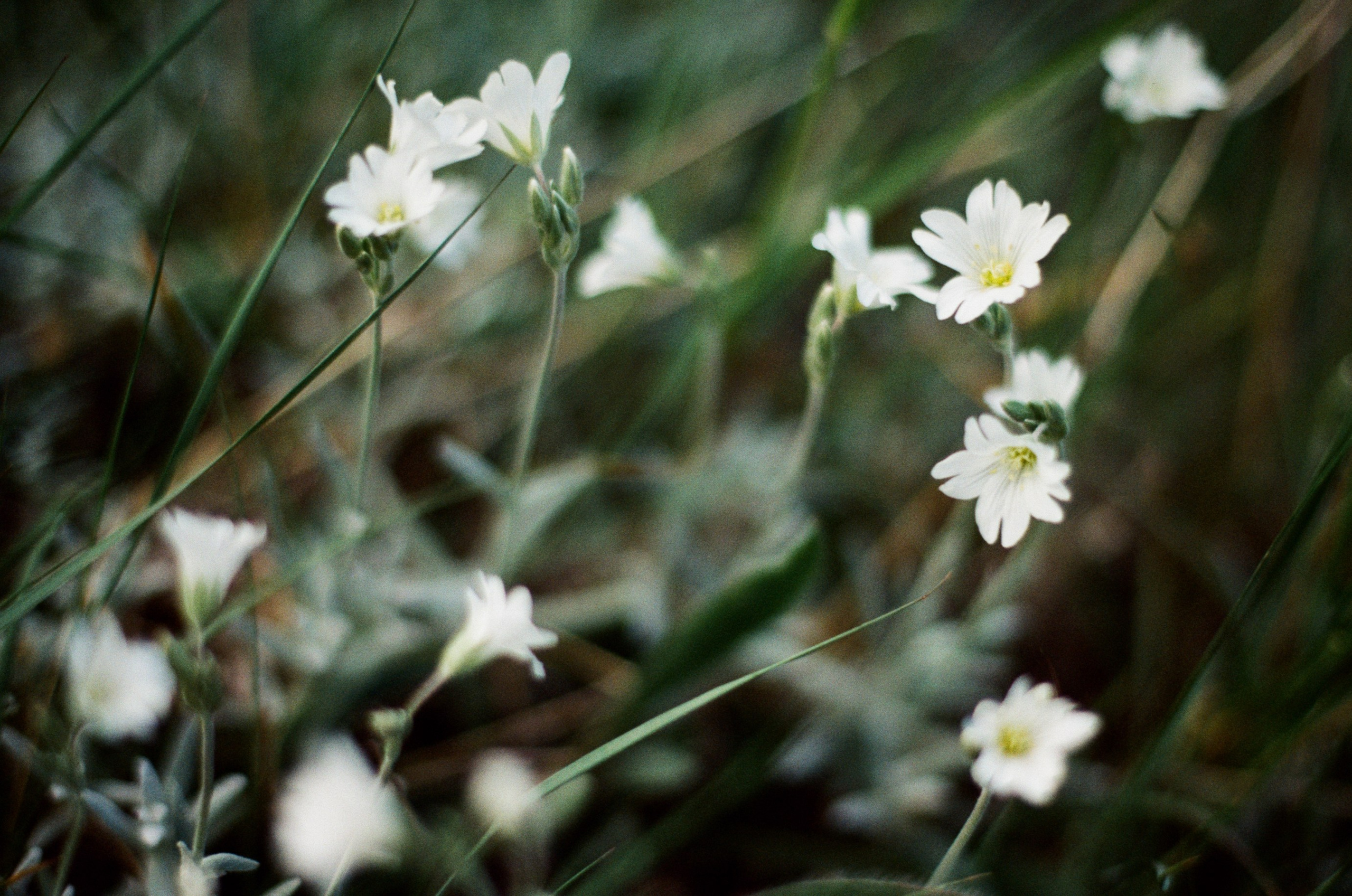 Silver strings // ukraine, crimea IX. EVER EXPOSED