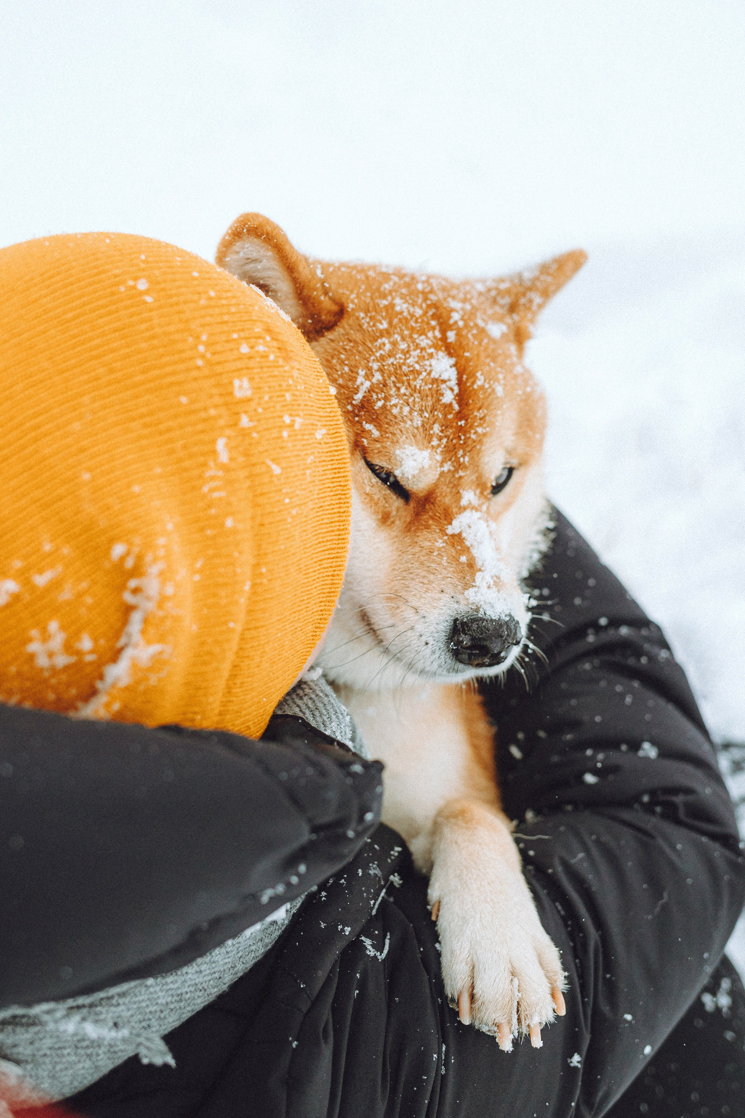 Настя и Ронин