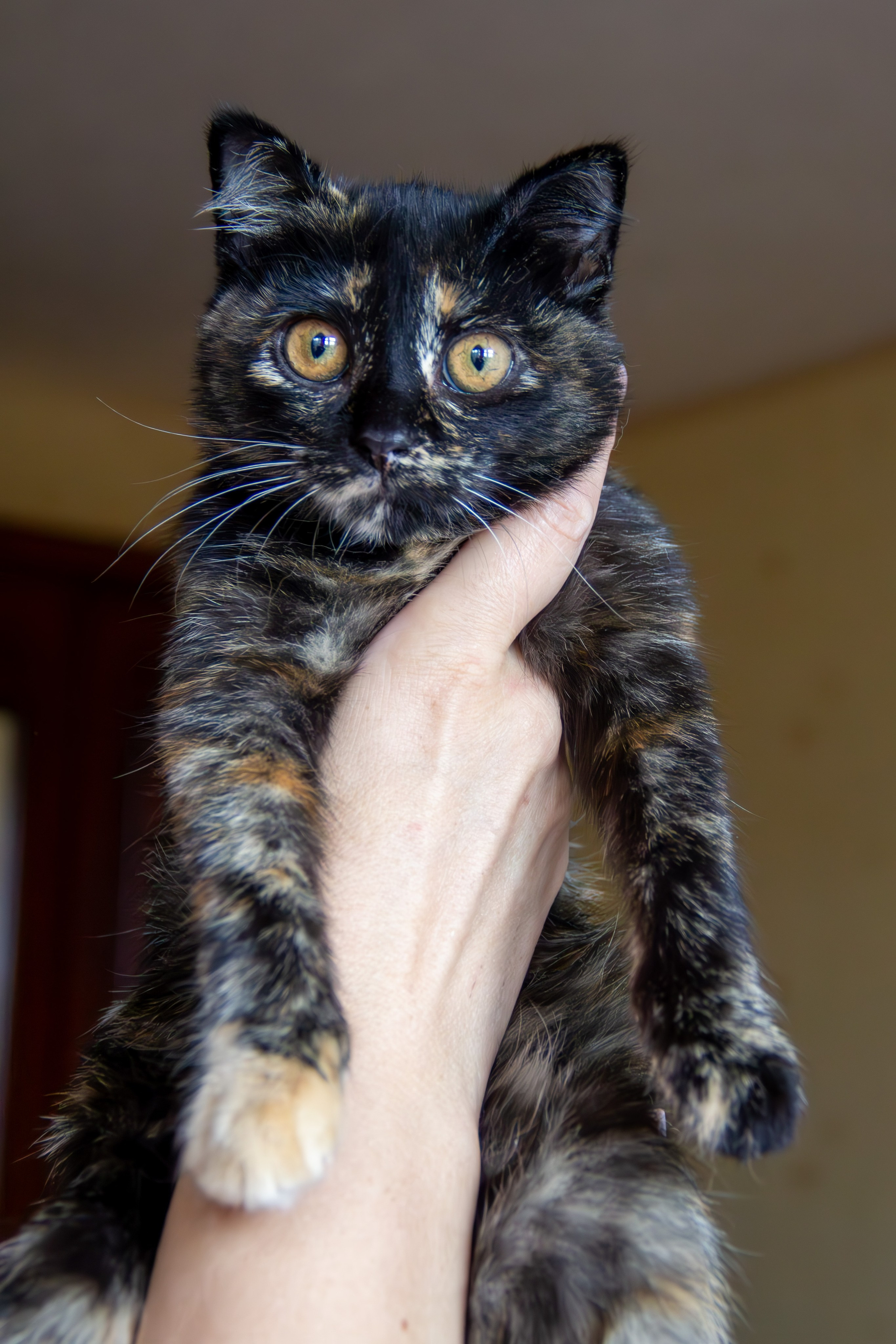 Котёнок Соня. Фотозаметки Лины Юговой | фотограф-анималист