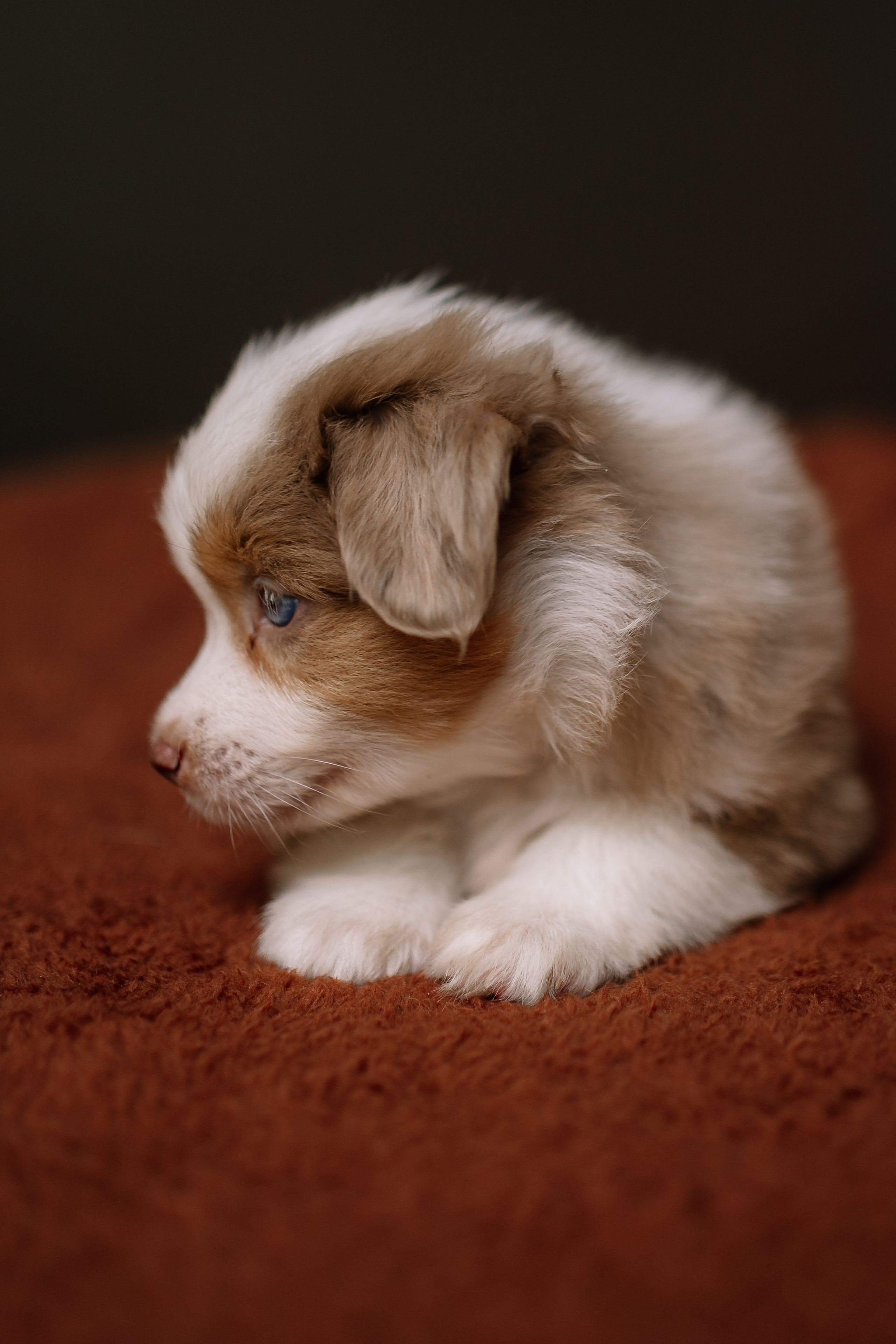 Щенки Миниатюрной американской овчарки. В студии. Фотограф Александра Кузнецова