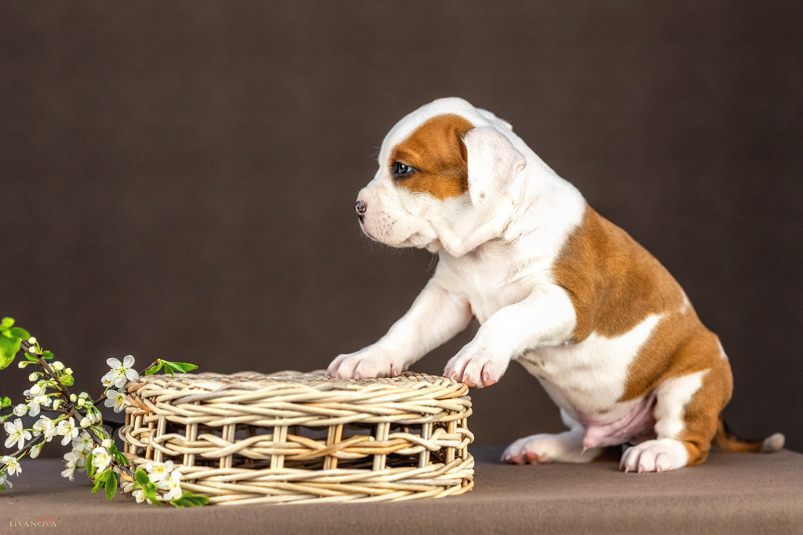 Стаффики. Фотограф анималист Аня Ливанова | Рыбинск