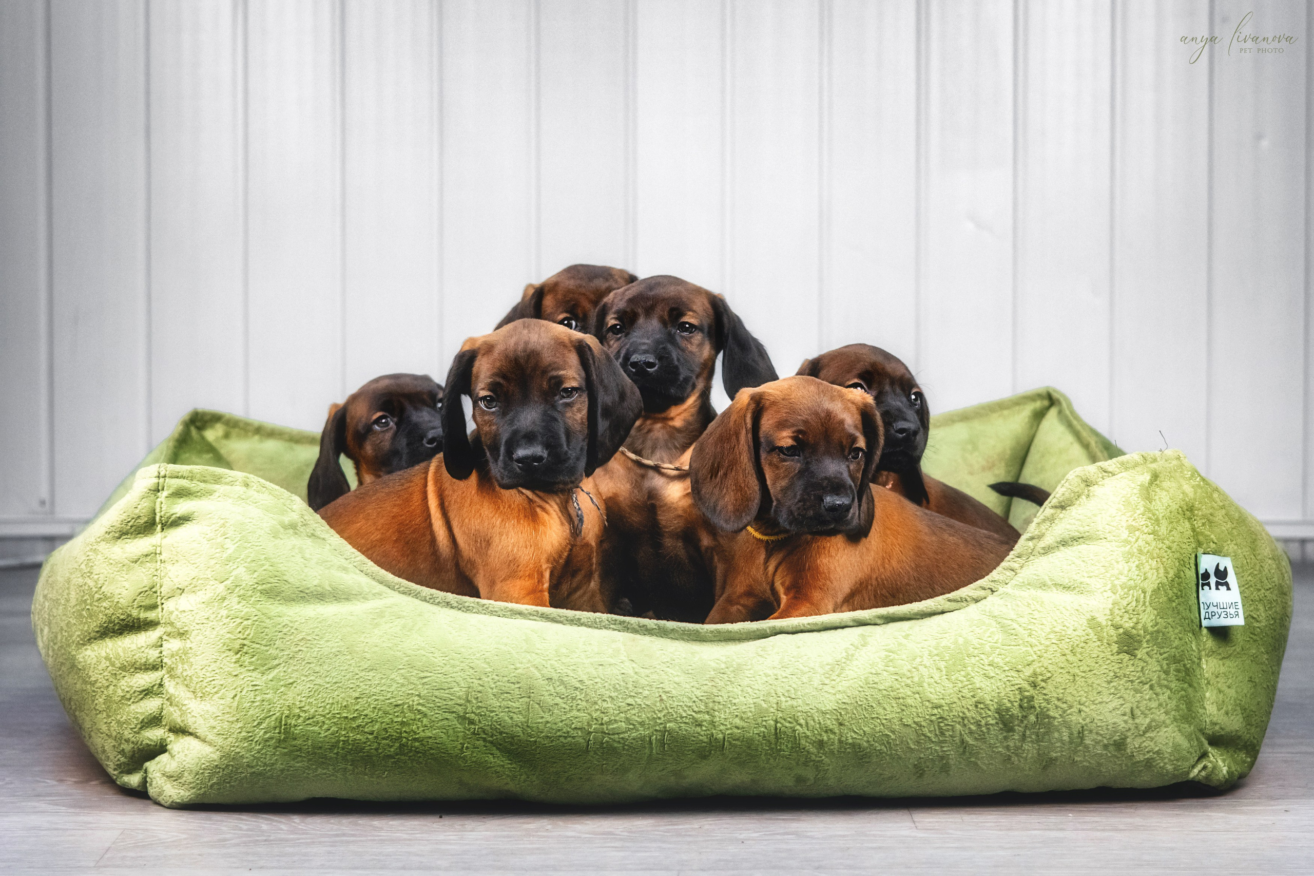 Баварки. Фотограф анималист Аня Ливанова | Рыбинск