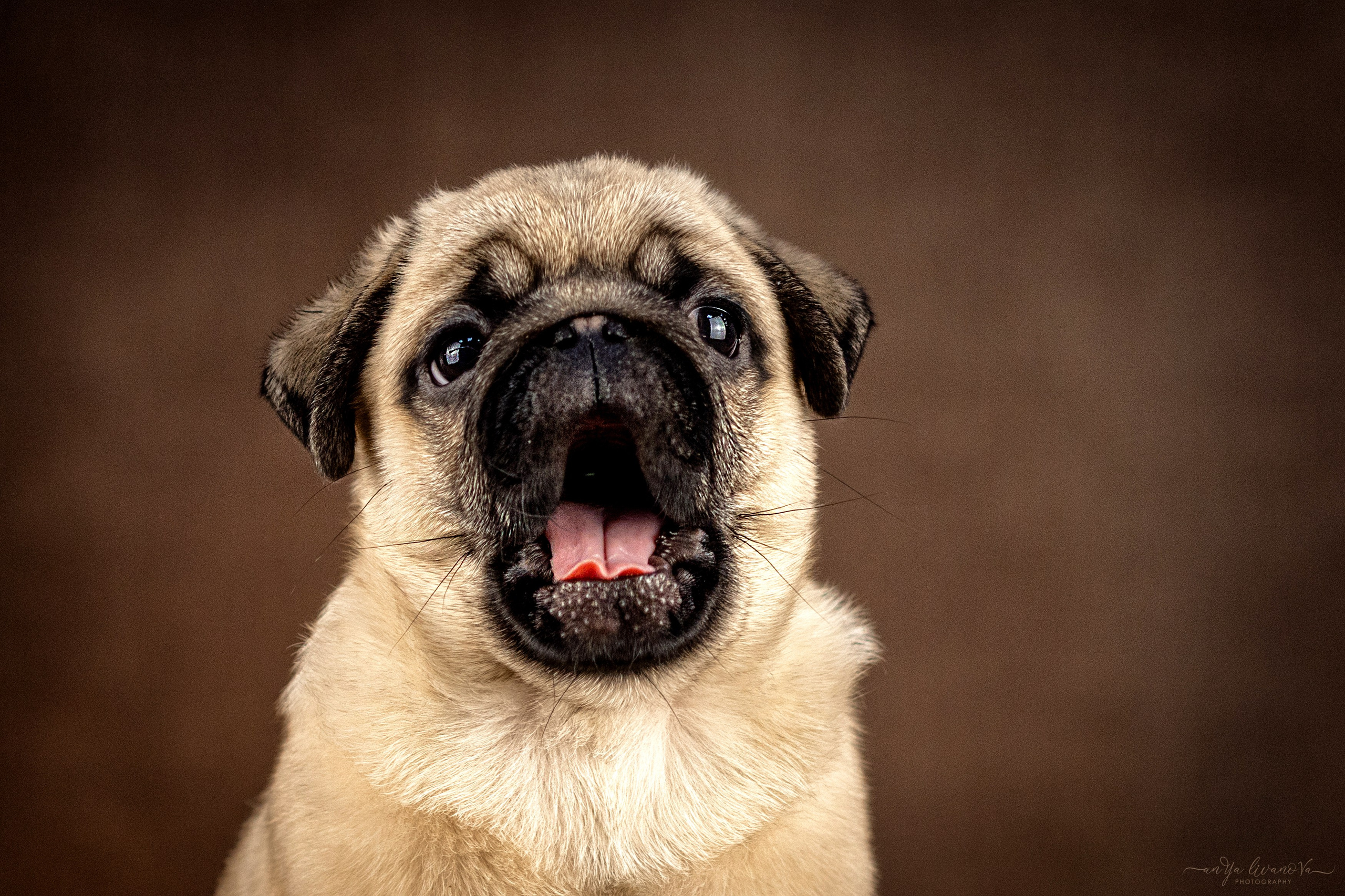 Мопсик. Фотограф анималист Аня Ливанова | Рыбинск