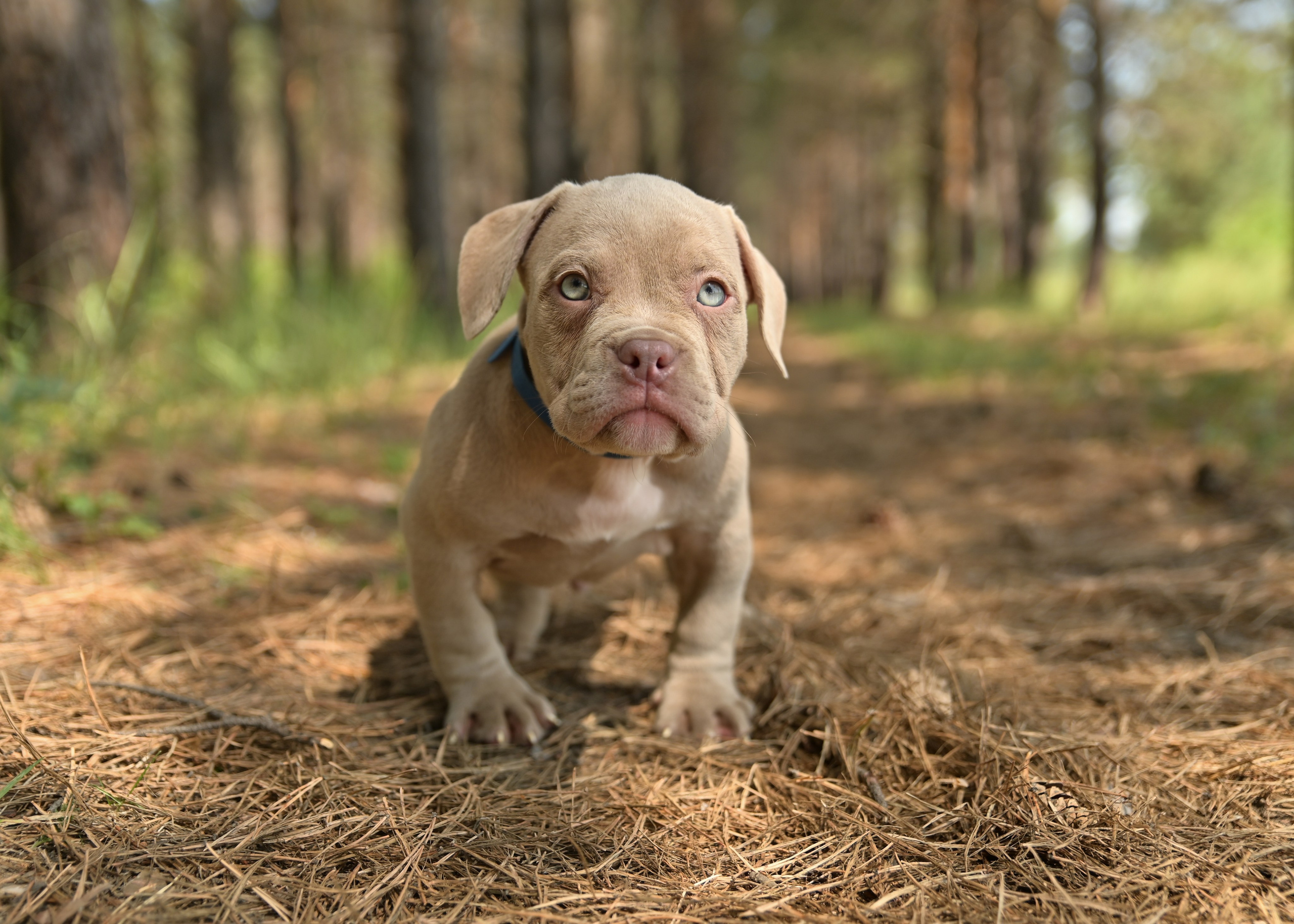 Свободные щенки Американский Булли в Иркутске. Питомник собак Иркутск