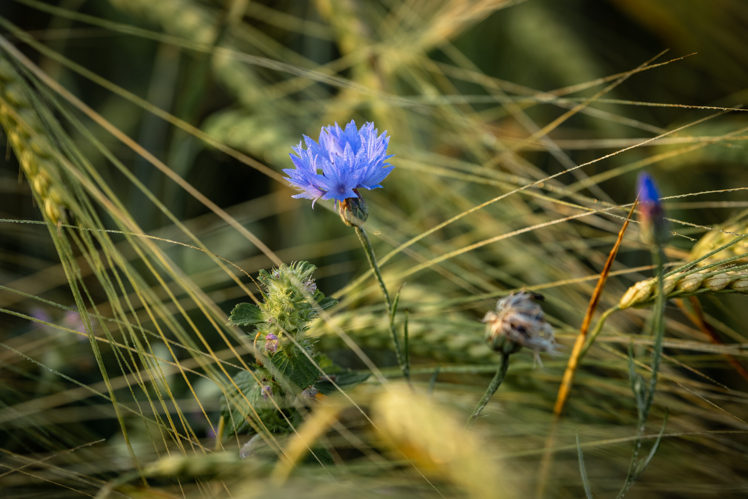 Природные пейзажи. Наталия Клевинскас портретный фотограф в Костроме