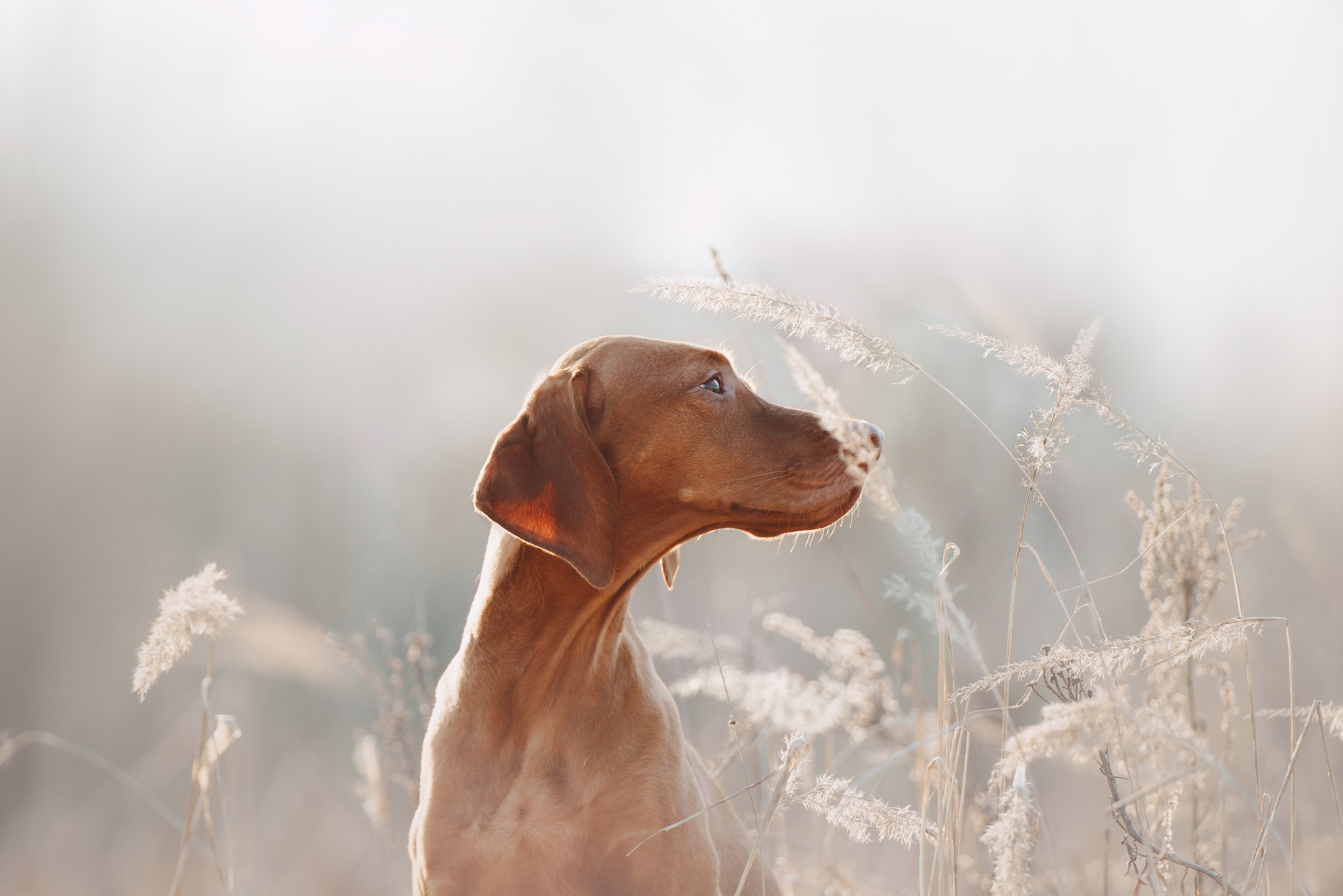 Трисс. Фотограф анималист Осипчикова Мария