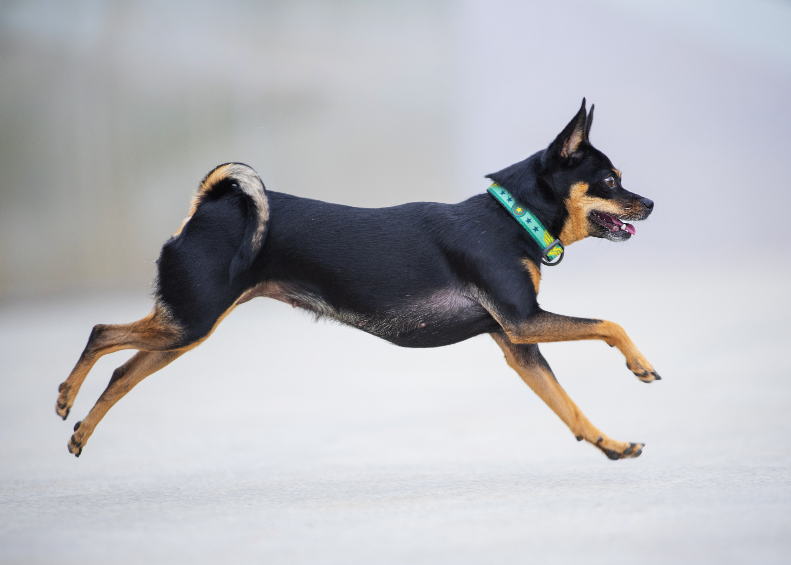 Мотя и краски холли. Дог-фотограф в Тюмени Александра Королева