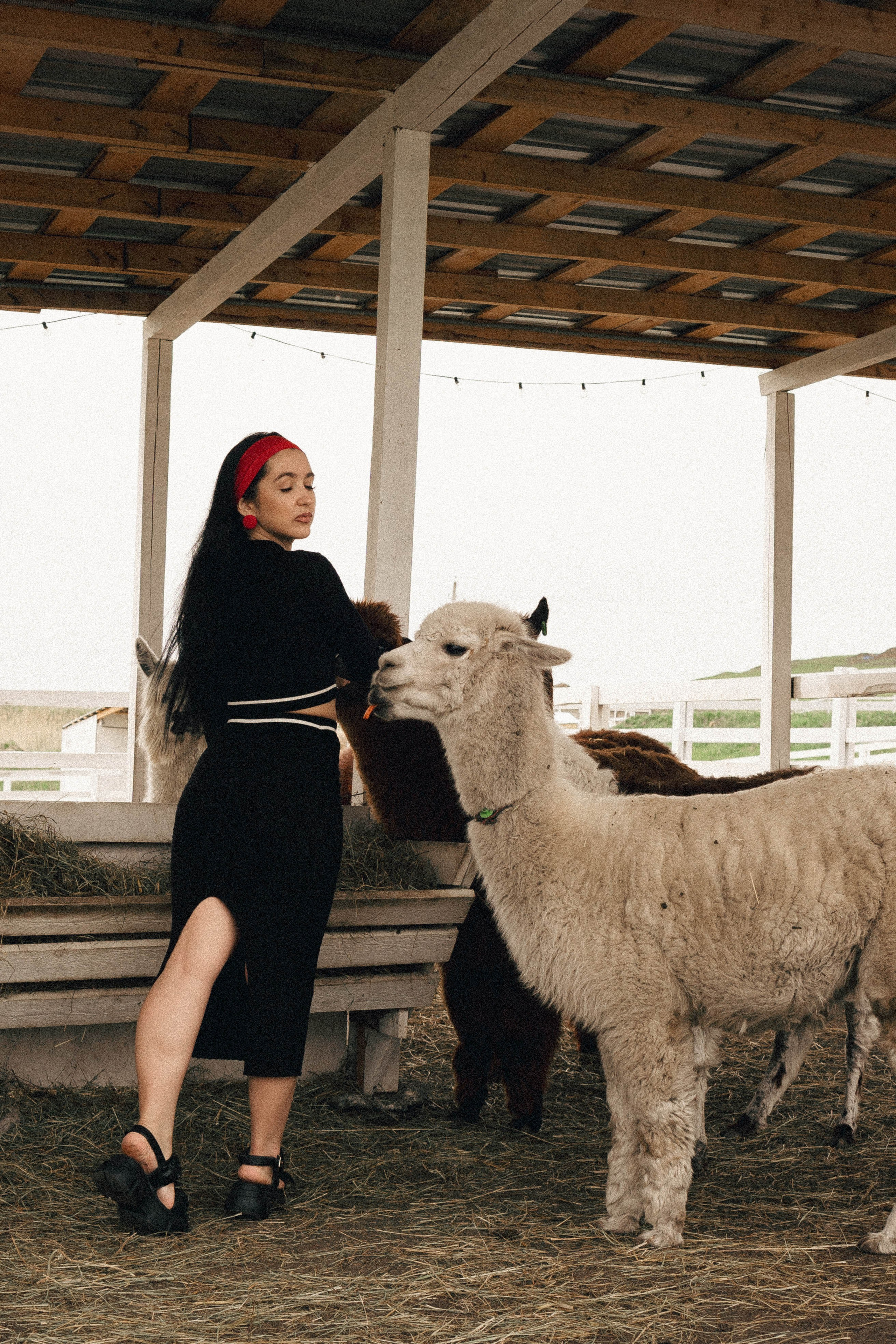 Ферма Альпак. Профессиональный фотограф, Санкт-Петербург — Виктория Богомолова