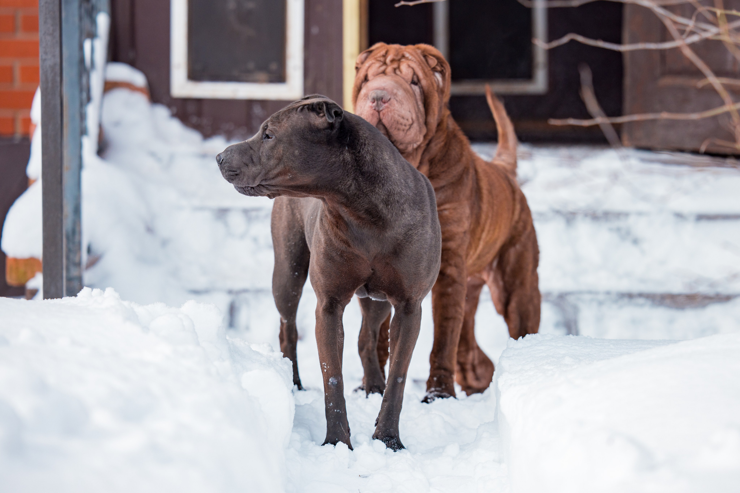 В гостях у шарпеев 16.01.2024. Фотограф-анималист Юлия Германика