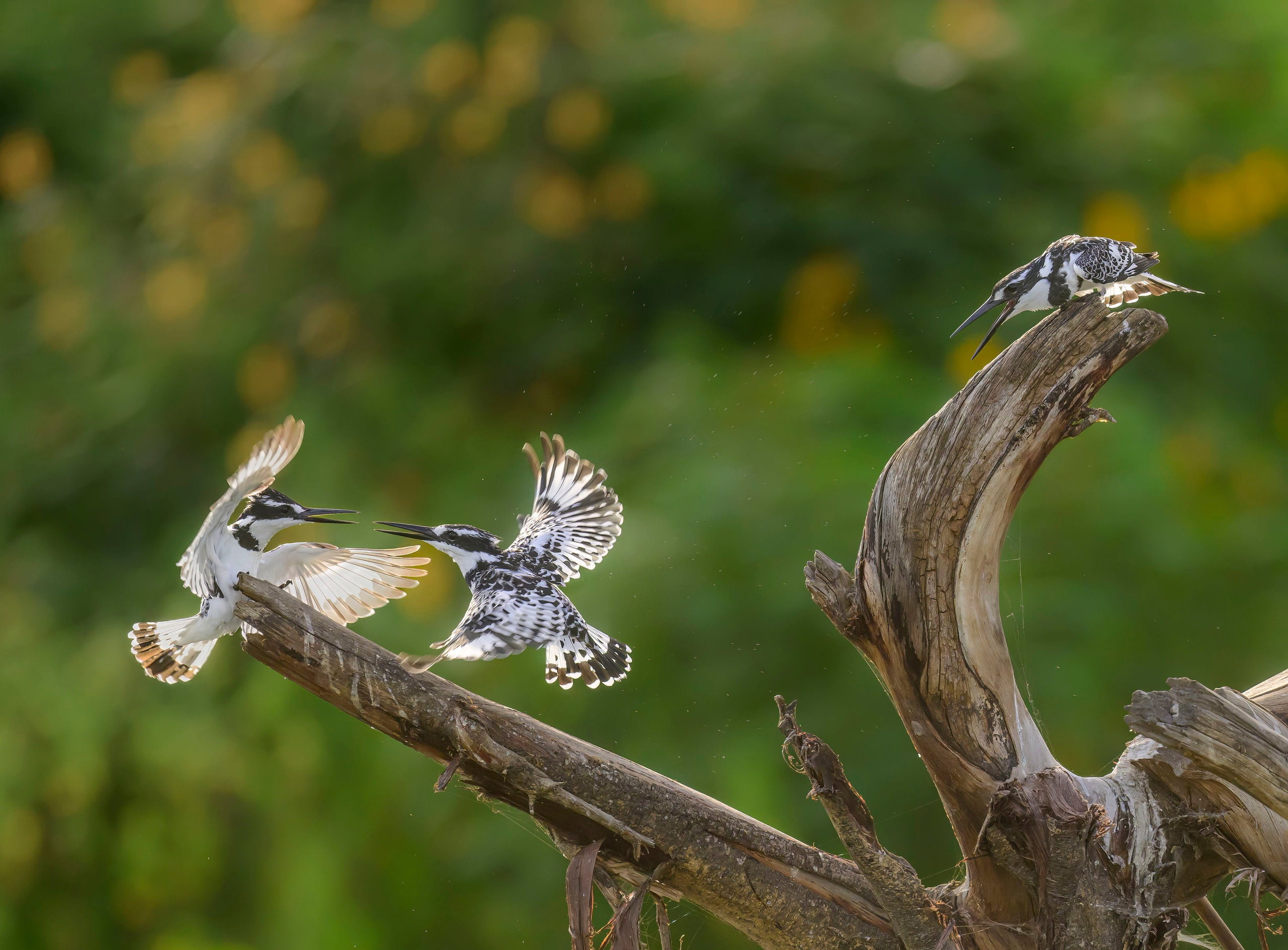Кения. Wildlife photography by Sergey Puponin