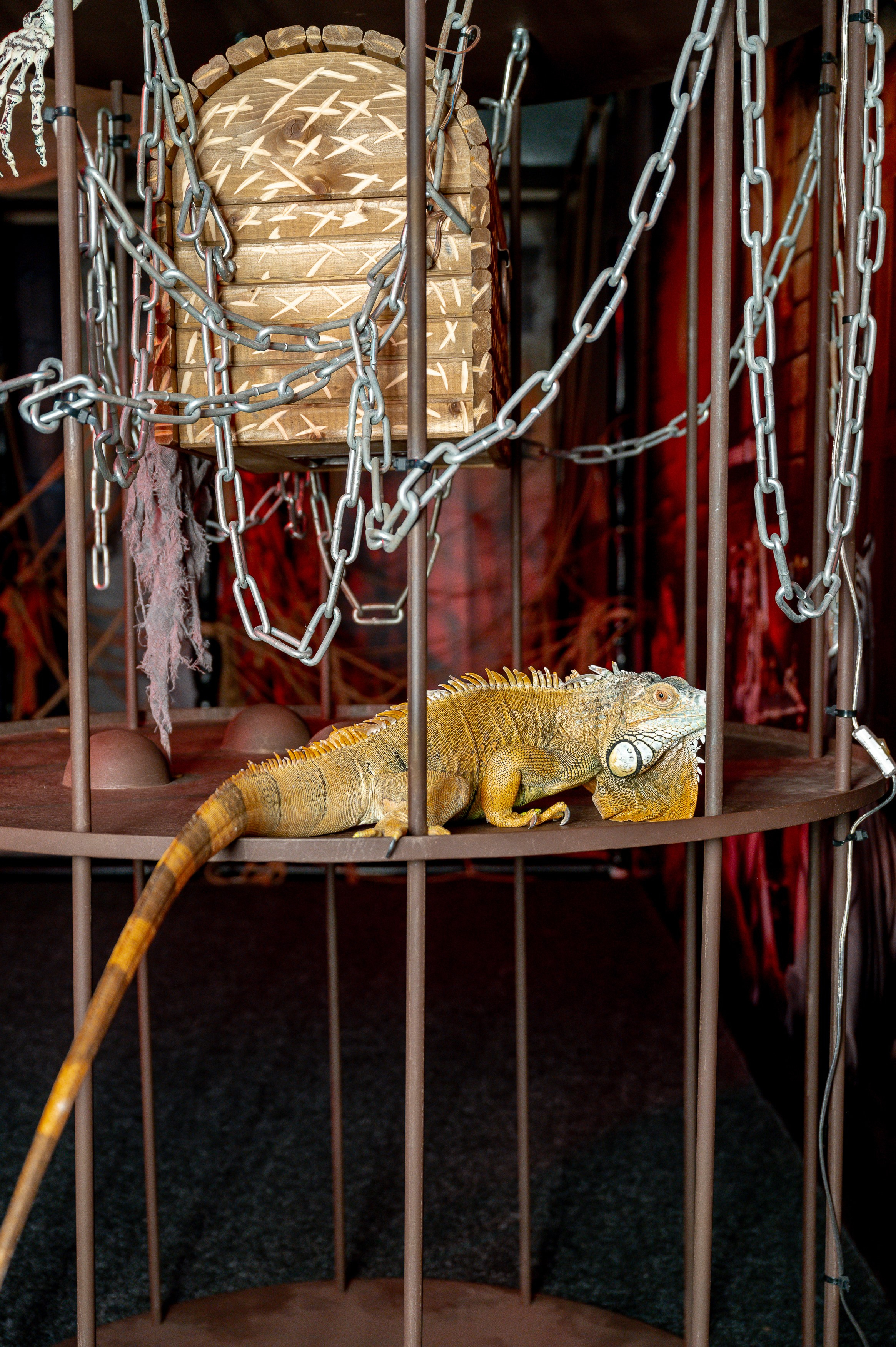 «Форд-боярд». Свадебный, семейный и репортажный фотограф. Брянск. Эльвира Голенкова