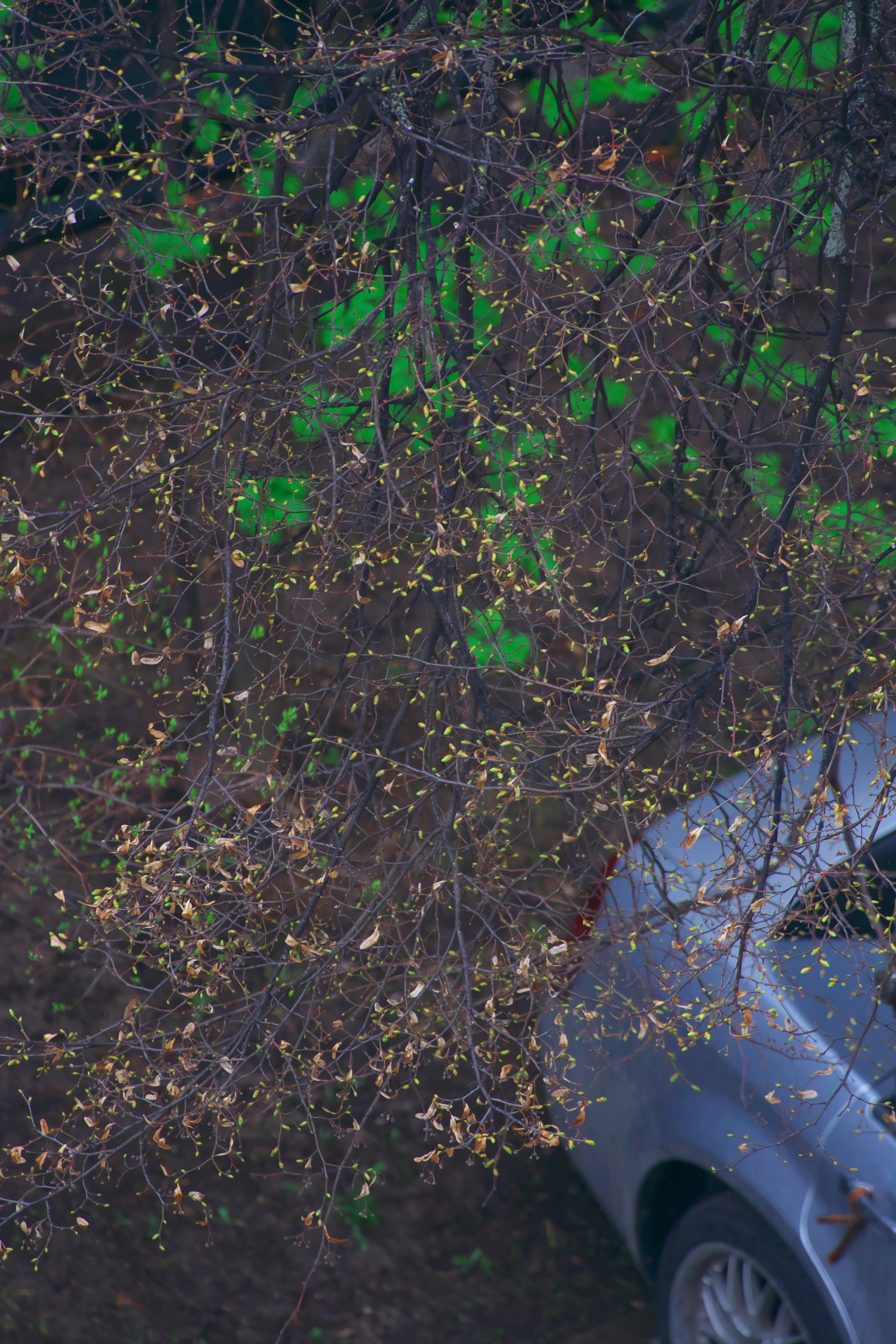 Первые весенние листочки 🌿. Миша Печёнкин | фотография