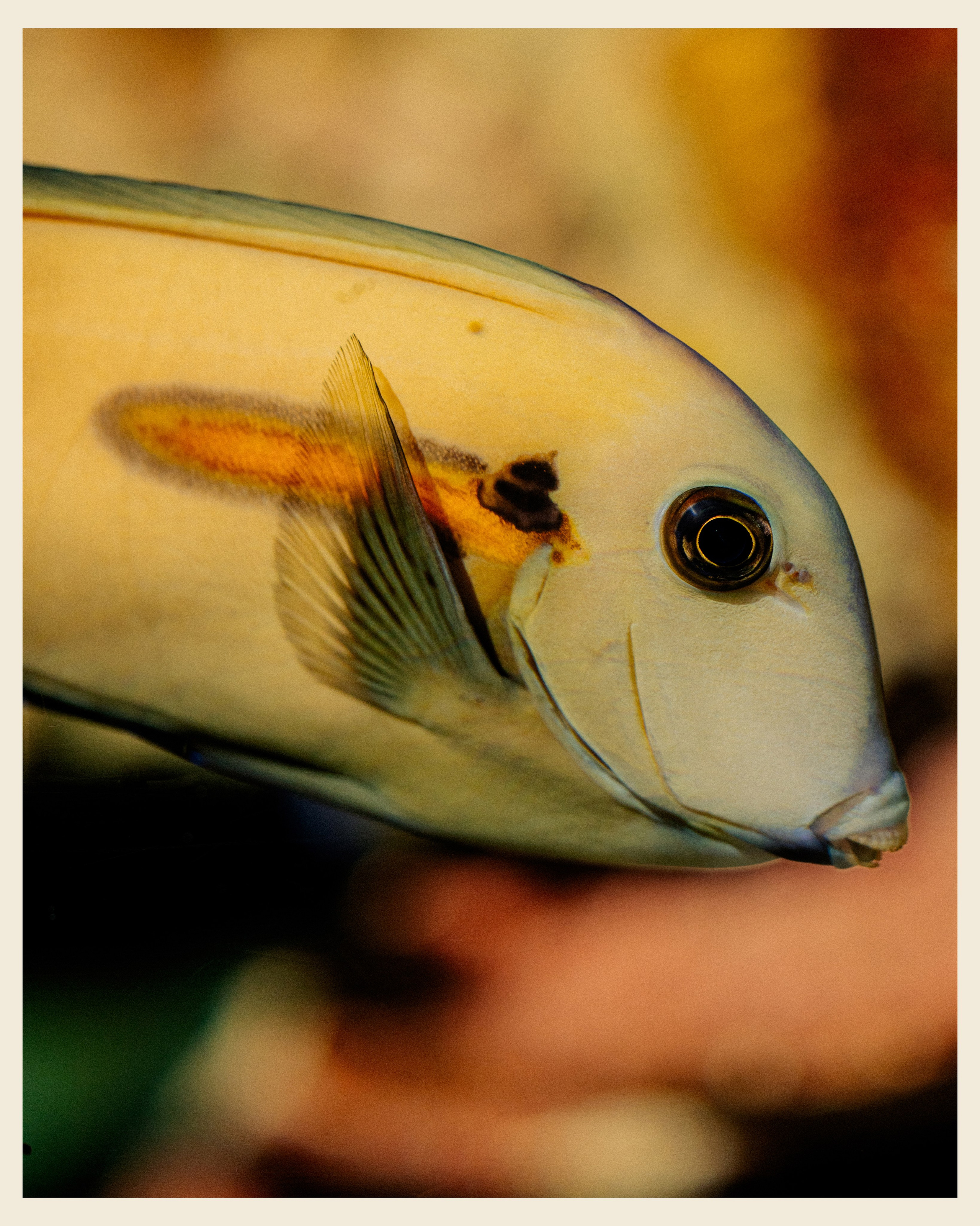 AILAND x VANO. Ivan Petrov photographer